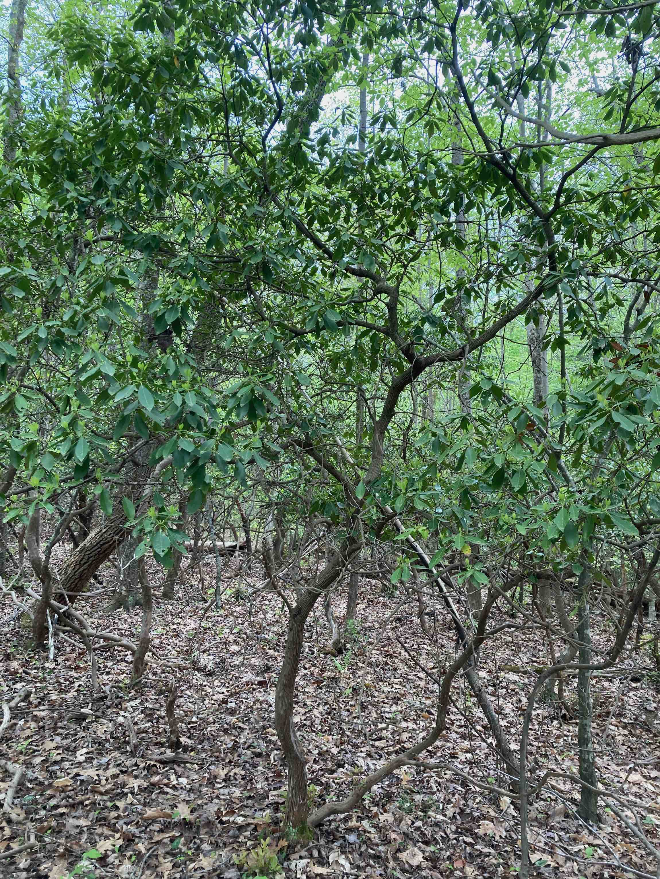 The Scientific Name is Kalmia latifolia. You will likely hear them called Mountain Laurel, Ivy, Calico-bush. This picture shows the Usually grows in dense stands. of Kalmia latifolia
