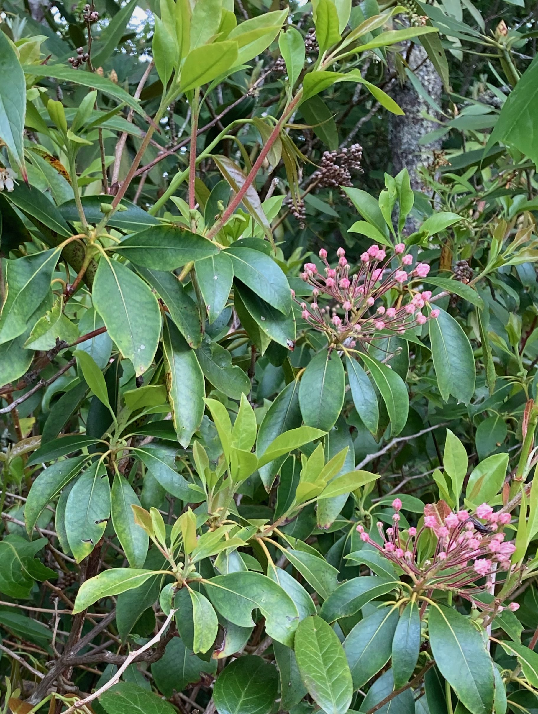 The Scientific Name is Kalmia latifolia. You will likely hear them called Mountain Laurel, Ivy, Calico-bush. This picture shows the The evergreen, elliptical-shaped leaves are dark green and glossy. of Kalmia latifolia