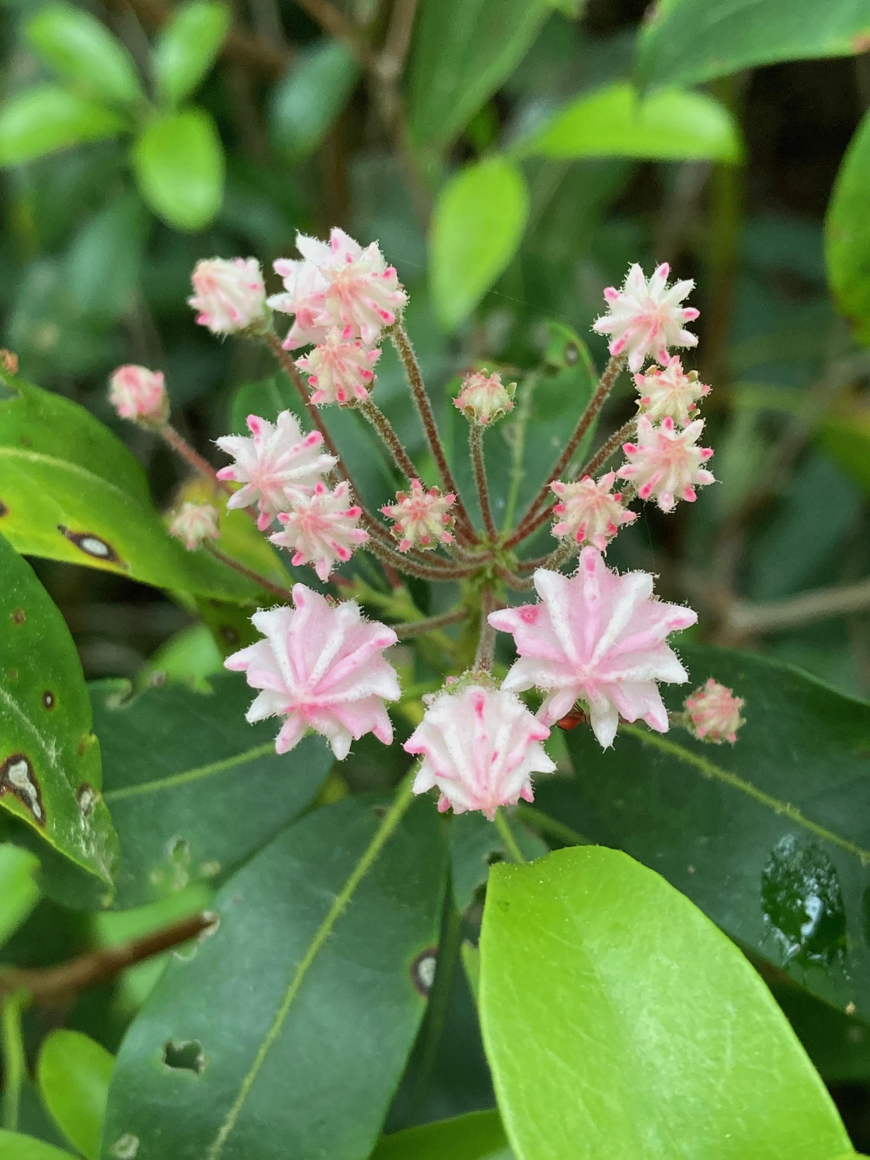 The Scientific Name is Kalmia latifolia. You will likely hear them called Mountain Laurel, Ivy, Calico-bush. This picture shows the Even the flower buds about to open are unusual and very attractive. of Kalmia latifolia