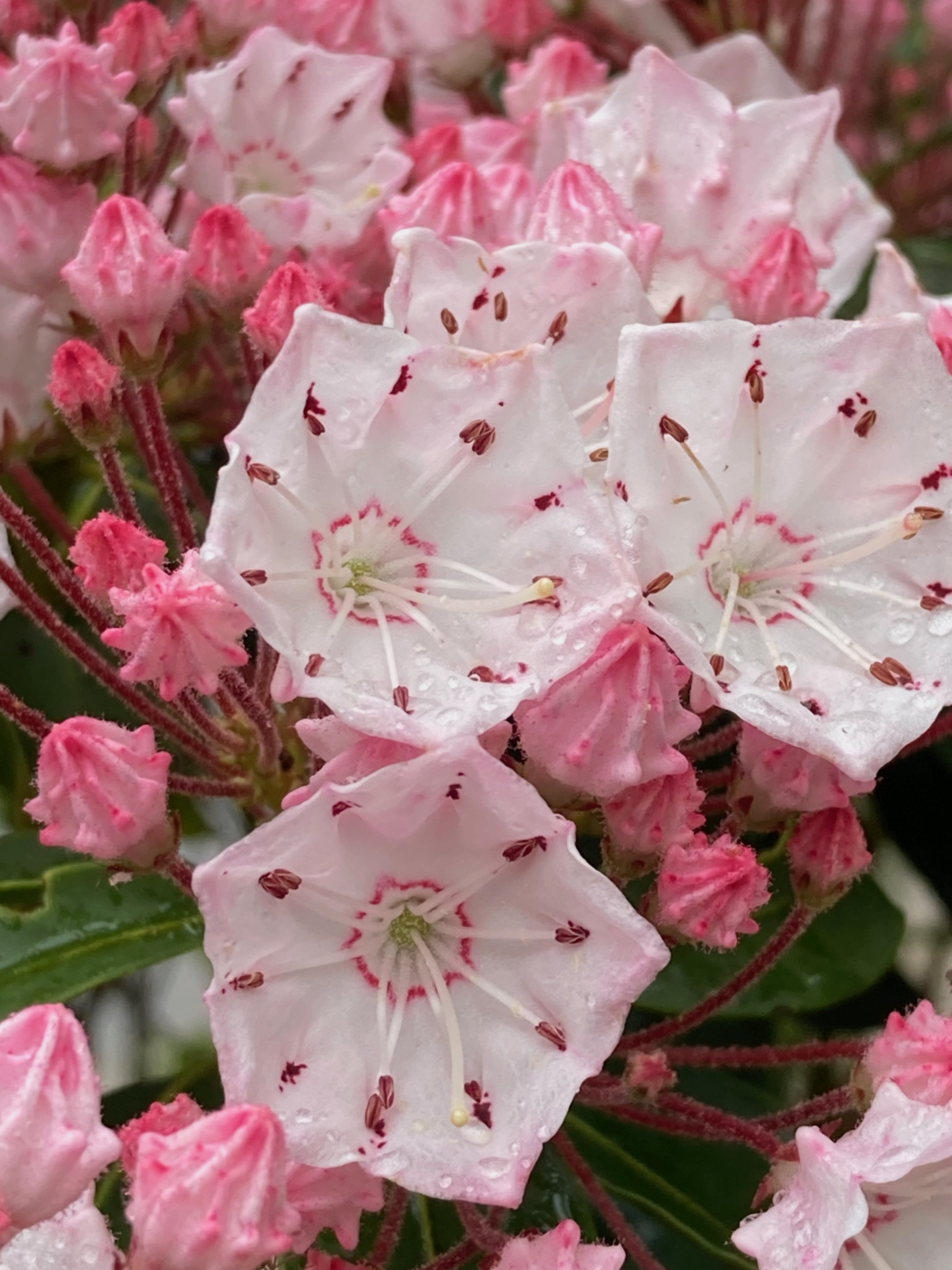 The Scientific Name is Kalmia latifolia. You will likely hear them called Mountain Laurel, Ivy, Calico-bush. This picture shows the The cup-shaped corolla has folds where the 10 anthers are tucked in at first. of Kalmia latifolia