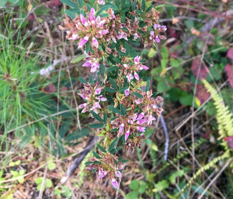 The Scientific Name is Lespedeza virginica. You will likely hear them called Slender Lespedeza, Virginia Lespedeza, Slender Bush-clover. This picture shows the Leaves divided into narrow leaflets with a small point on each leaflet tip; flowers in short-stalked clusters along the upper parts of the plants. of Lespedeza virginica