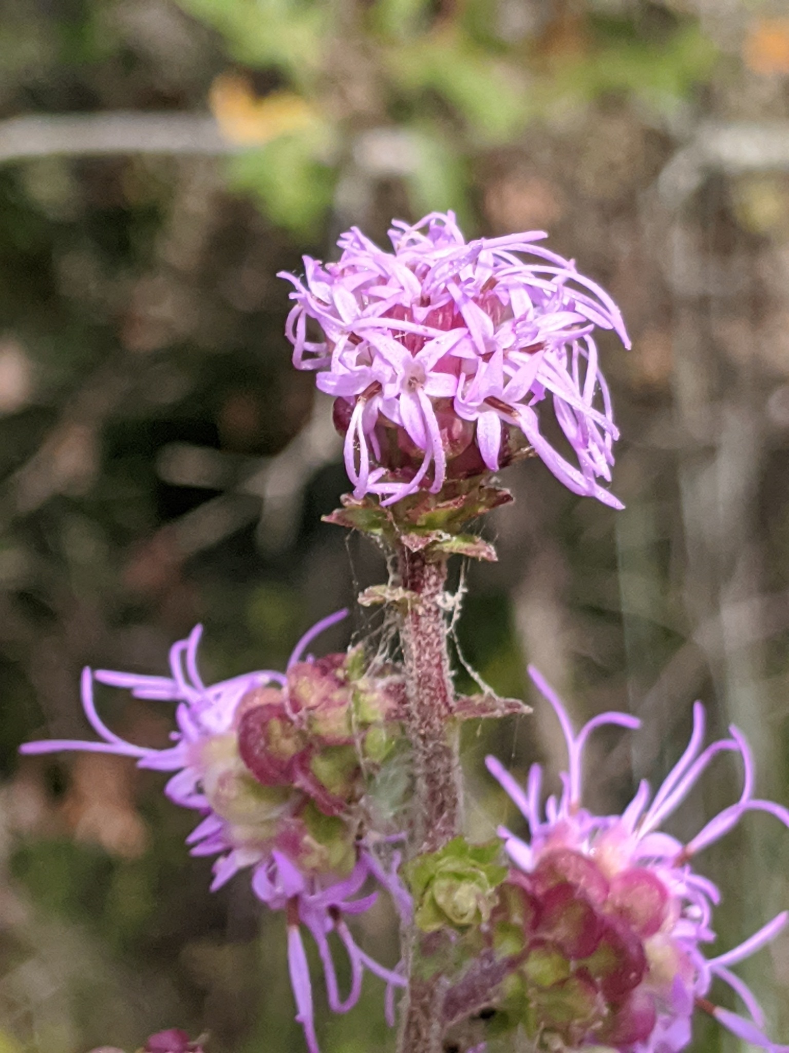 The Scientific Name is Liatris aspera. You will likely hear them called Rough Blazing-star, Tall Blazing-star. This picture shows the Heads have 14-24 pink-purple florets. of Liatris aspera
