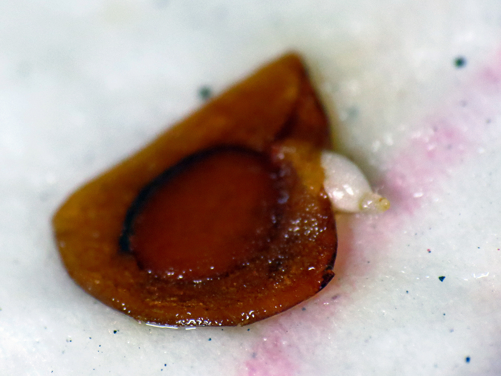 The Scientific Name is Lilium grayi. You will likely hear them called Gray's Lily, Roan Lily, Bell Lily. This picture shows the Gray's lily seed germinating and forming a bulblet in stratification. of Lilium grayi