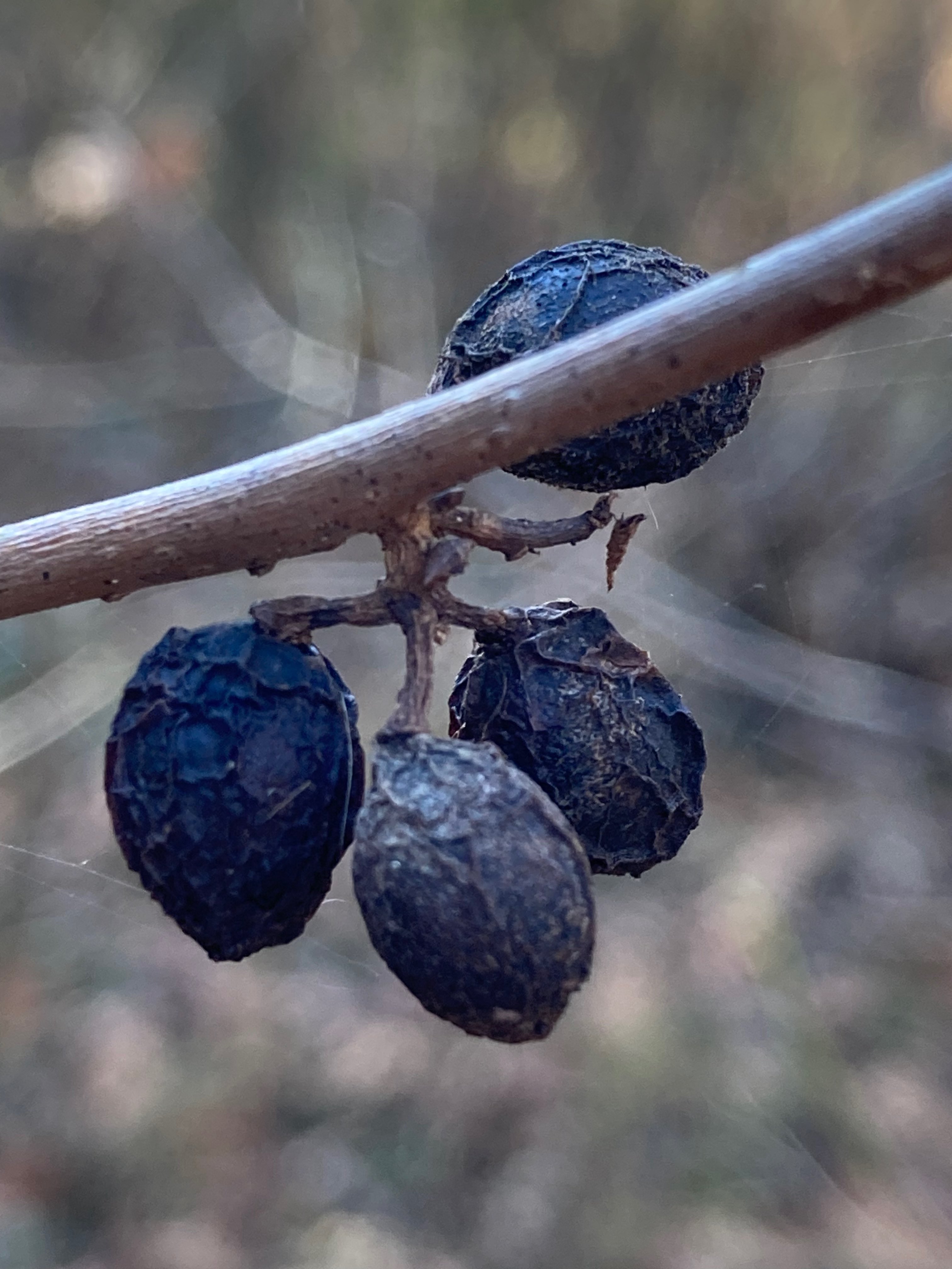 The Scientific Name is Lindera benzoin. You will likely hear them called Northern Spicebush. This picture shows the Uneaten dried drupes. of Lindera benzoin