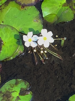 The Scientific Name is Nymphoides cordata [=Nymphoides cordatum]. You will likely hear them called Little Floating Heart. This picture shows the Blooming in shallow water 