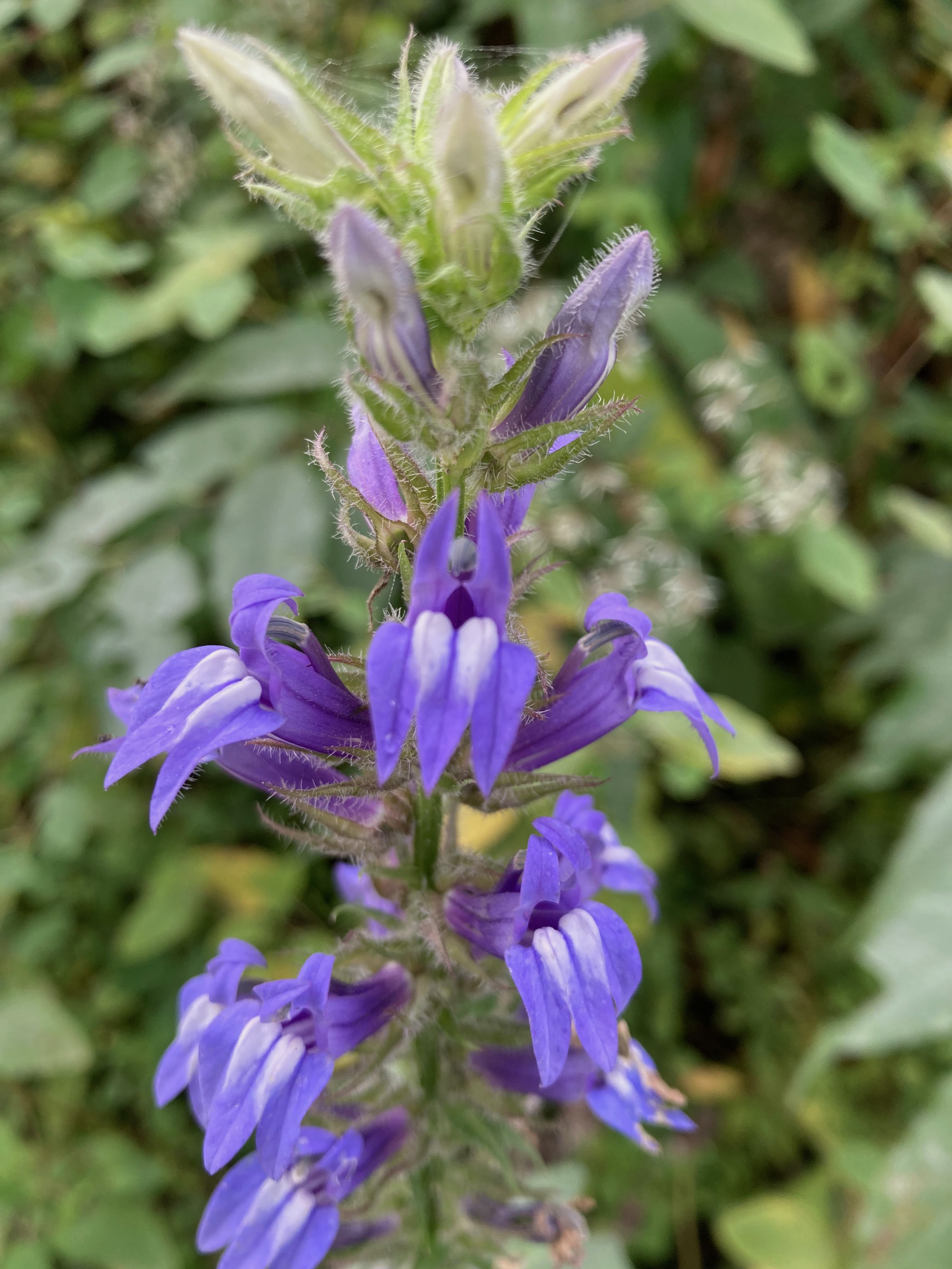 The Scientific Name is Lobelia siphilitica. You will likely hear them called Great Blue Lobelia. This picture shows the Close-up of the tubular, 2-lipped flowers with the three lobes of the lower lip larger than the two lobes of the upper lip.  of Lobelia siphilitica