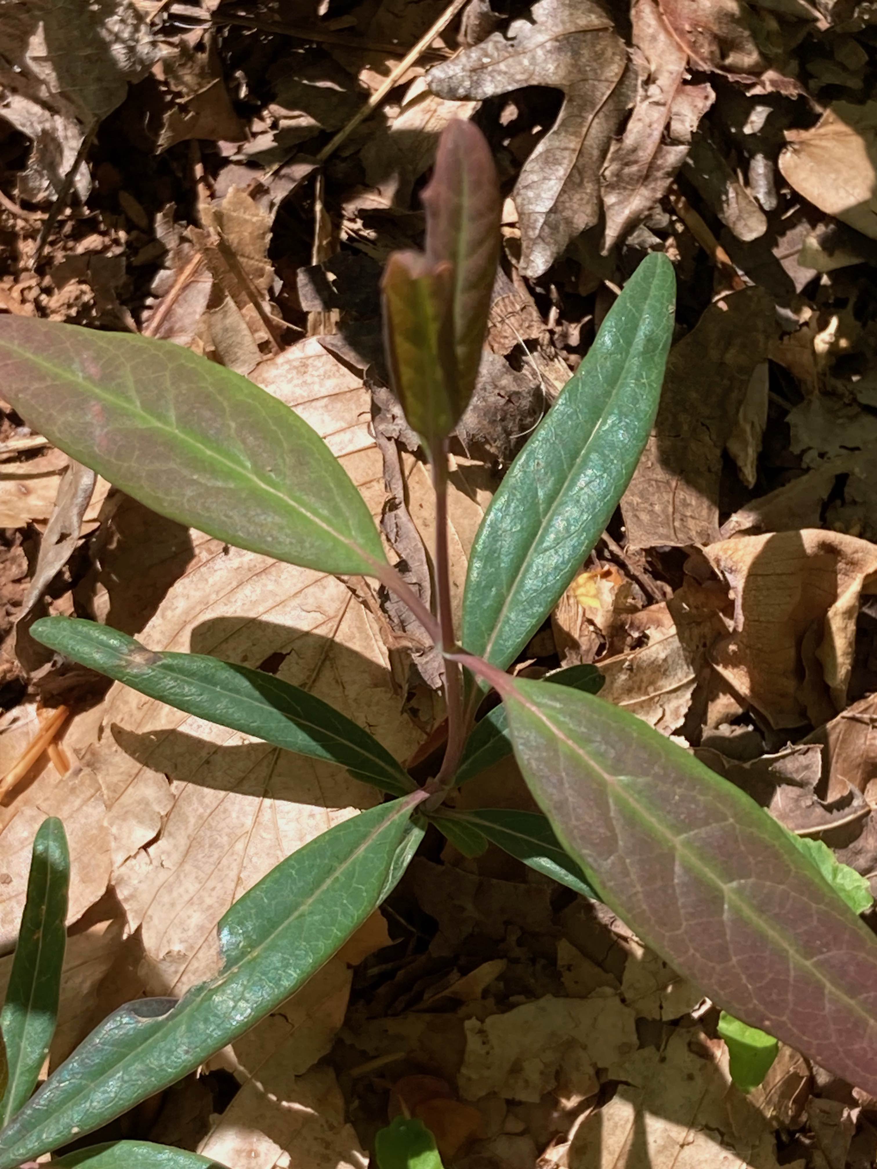 The Scientific Name is Lonicera sempervirens. You will likely hear them called Trumpet Honeysuckle, Coral Honeysuckle, Woodbine. This picture shows the Newly emerged leaves in early spring. Leaf shape can vary from narrow to wide. of Lonicera sempervirens