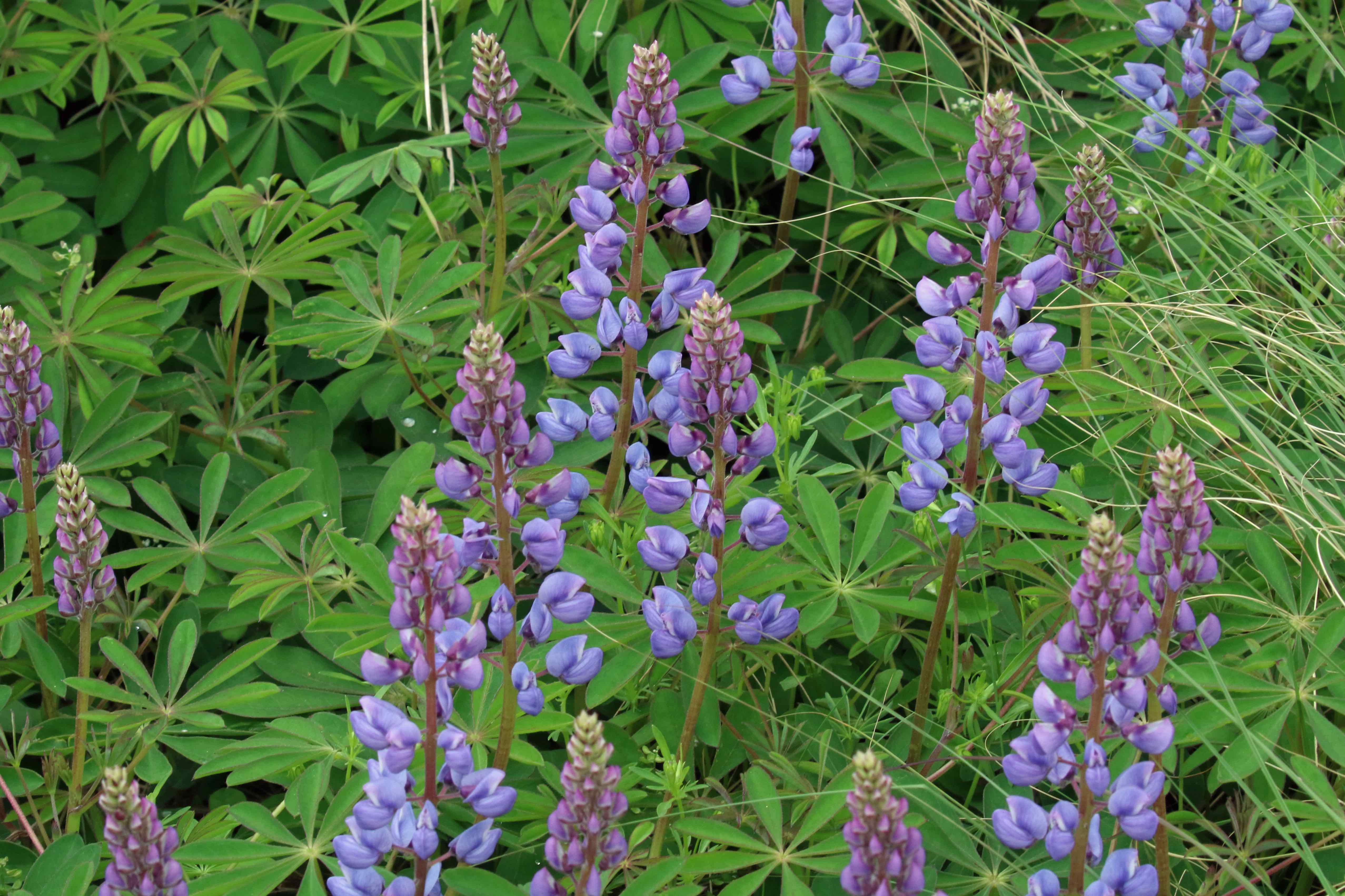 The Scientific Name is Lupinus perennis ssp. perennis. You will likely hear them called Northern Sundial Lupine. This picture shows the Sundial Lupine is unmistakable with palmately divided leaves on long petioles and pea-like flowers in slender, erect racemes. of Lupinus perennis ssp. perennis