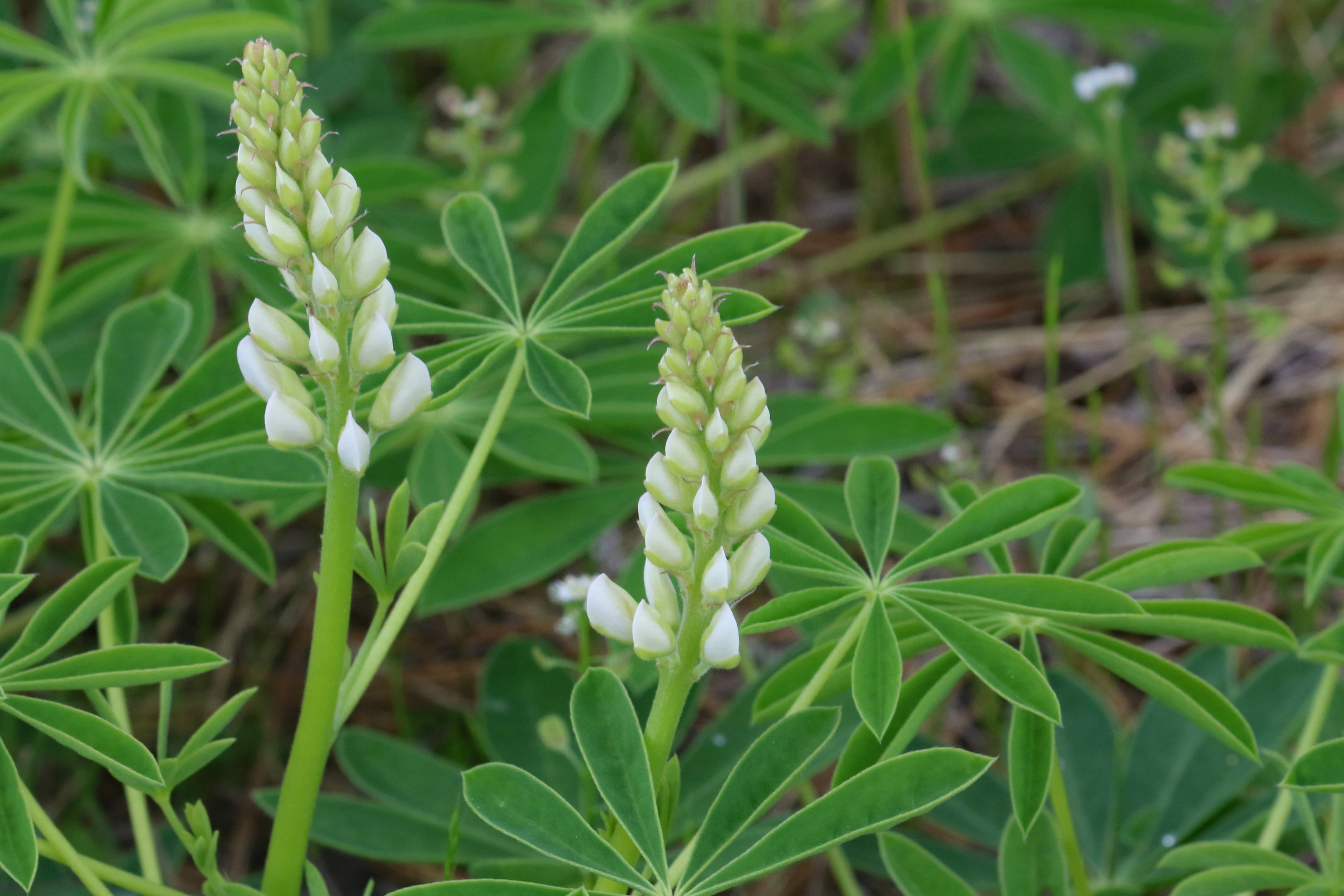 The Scientific Name is Lupinus perennis ssp. perennis. You will likely hear them called Northern Sundial Lupine. This picture shows the The great majority of Lupinus perennis blossoms are pale to deep purple.  These white flowered plants caught my eye. of Lupinus perennis ssp. perennis