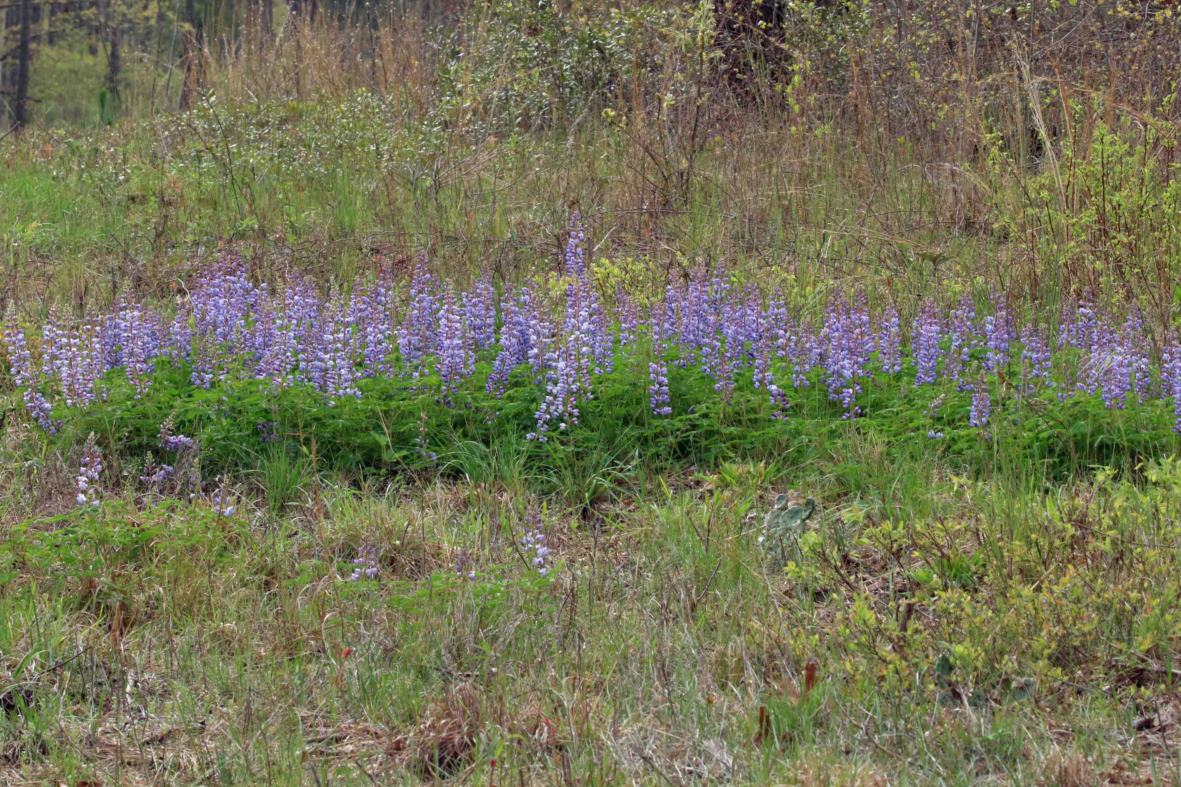 The Scientific Name is Lupinus perennis ssp. perennis. You will likely hear them called Northern Sundial Lupine. This picture shows the I found Lupinus perennis lining the sandy roadsides and dry margins of pine forests in the Chowan Swamp Game Lands. of Lupinus perennis ssp. perennis