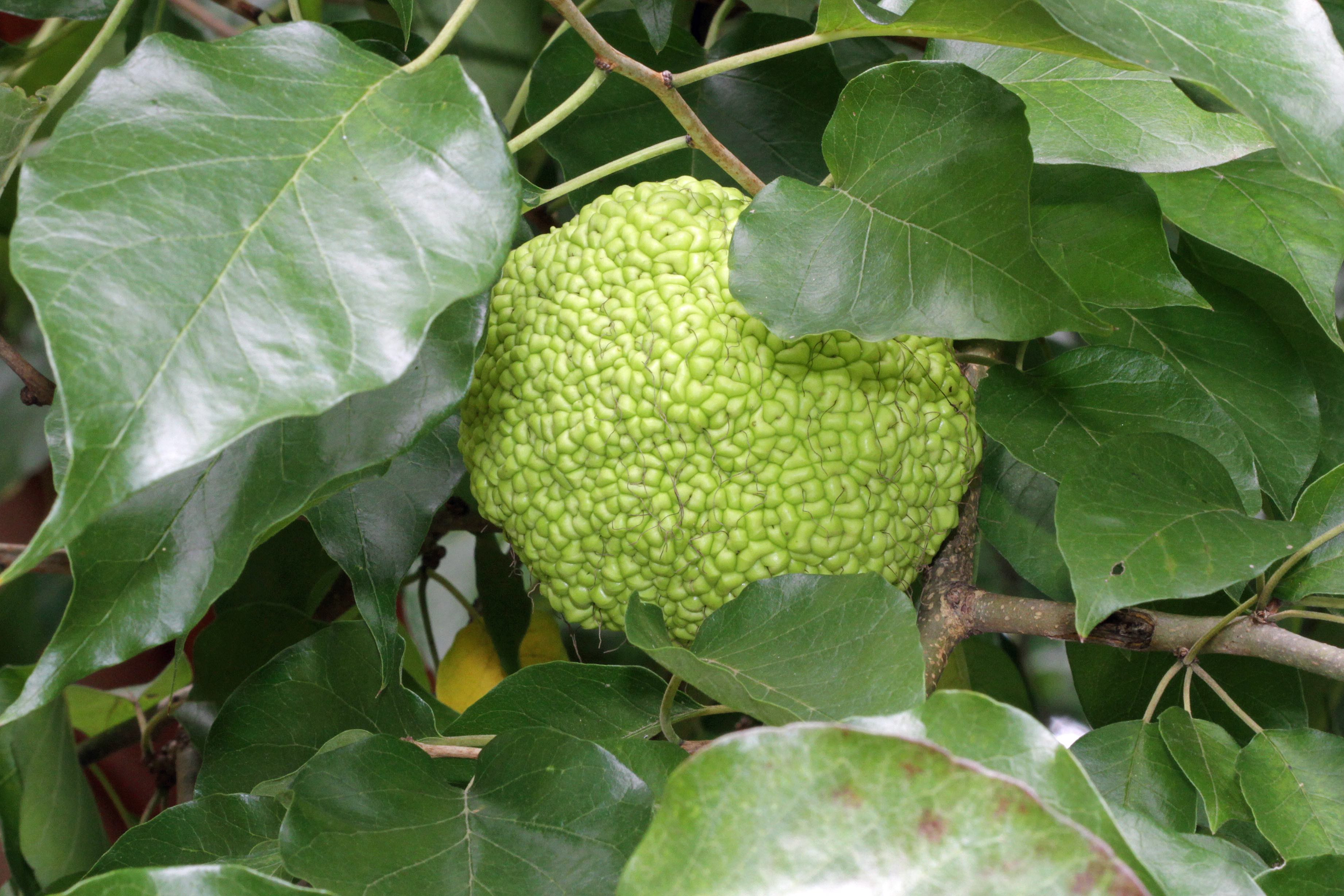 The Scientific Name is Maclura pomifera [=Toxylon pomiferum]. You will likely hear them called Osage-orange, Hedge-Apple, Bowwood. This picture shows the Large, glossy leaves with acuminate tips surrounding the unmistakable large fruit of Osage Orange. of Maclura pomifera [=Toxylon pomiferum]