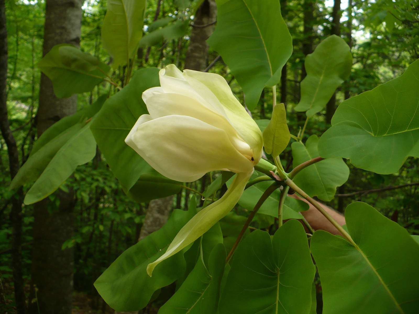 The Scientific Name is Magnolia fraseri [=Paramagnolia fraseri var. fraseri]. You will likely hear them called Fraser Magnolia, Mountain Magnolia, Fraser’s Magnolia, Earleaf Umbrella-tree, Eared Magnolia. This picture shows the Blooms in Spring of Magnolia fraseri [=Paramagnolia fraseri var. fraseri]