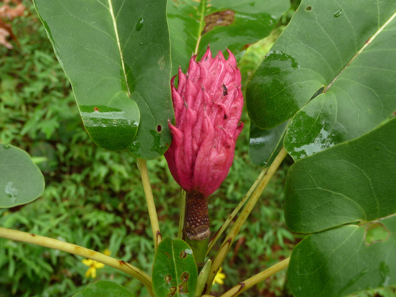 The Scientific Name is Magnolia fraseri [=Paramagnolia fraseri var. fraseri]. You will likely hear them called Fraser Magnolia, Mountain Magnolia, Fraser’s Magnolia, Earleaf Umbrella-tree, Eared Magnolia. This picture shows the The fruit is an oblong, cone-like aggregate of follicles of Magnolia fraseri [=Paramagnolia fraseri var. fraseri]
