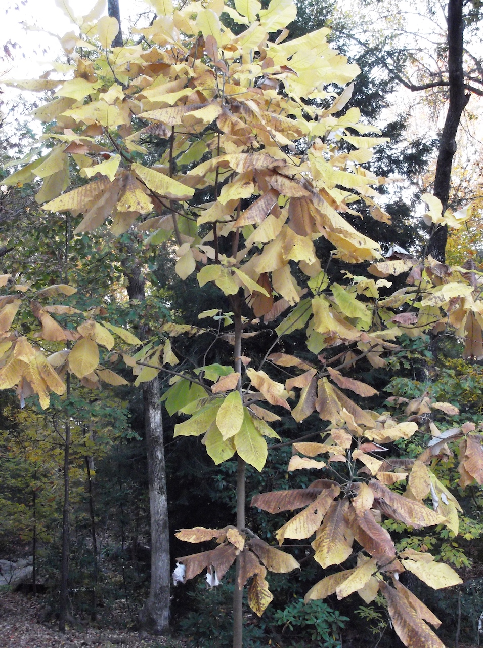 The Scientific Name is Magnolia macrophylla. You will likely hear them called Big Leaf Magnolia, Large-leaved Cucumber Tree . This picture shows the Fall color of Magnolia macrophylla
