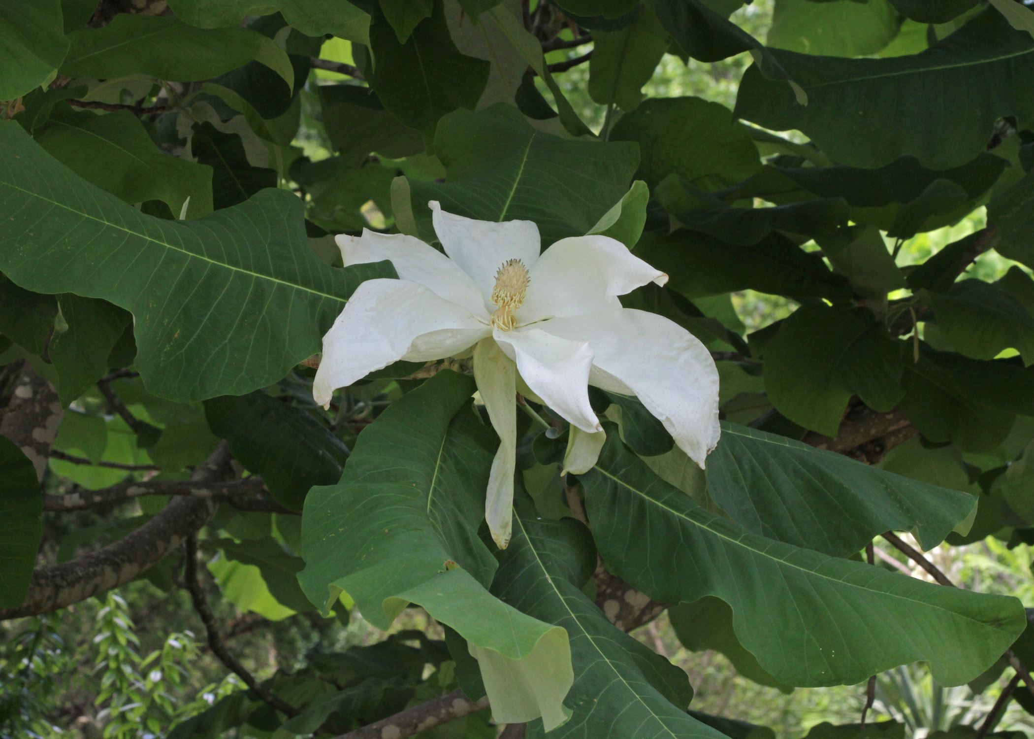 The Scientific Name is Magnolia macrophylla. You will likely hear them called Big Leaf Magnolia, Large-leaved Cucumber Tree . This picture shows the Large blooms with spreading petals of Magnolia macrophylla