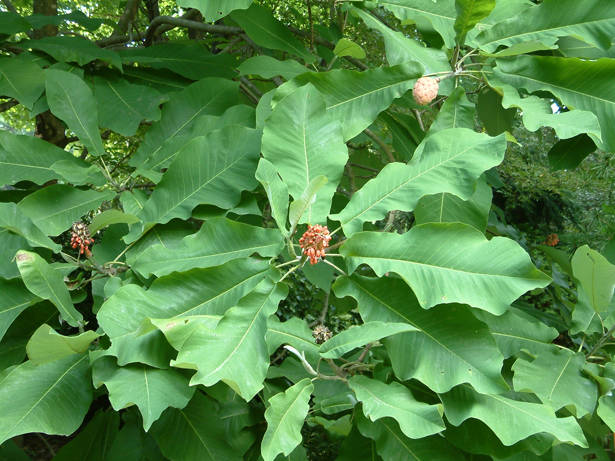 The Scientific Name is Magnolia macrophylla. You will likely hear them called Big Leaf Magnolia, Large-leaved Cucumber Tree . This picture shows the  of Magnolia macrophylla