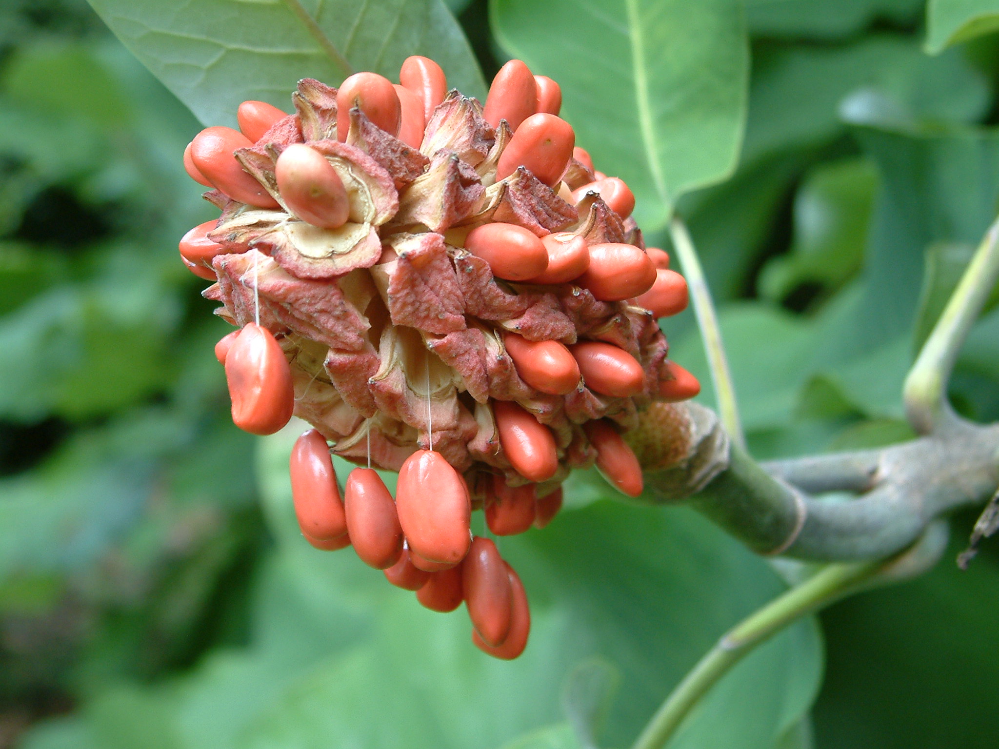 The Scientific Name is Magnolia macrophylla. You will likely hear them called Big Leaf Magnolia, Large-leaved Cucumber Tree . This picture shows the Note the orange seeds as opposed to red in other Magnolia species of Magnolia macrophylla