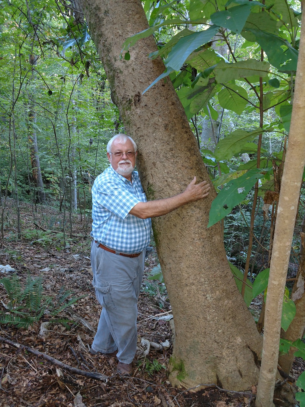 The Scientific Name is Magnolia macrophylla. You will likely hear them called Big Leaf Magnolia, Large-leaved Cucumber Tree . This picture shows the May be one of the largest specimens known of Magnolia macrophylla