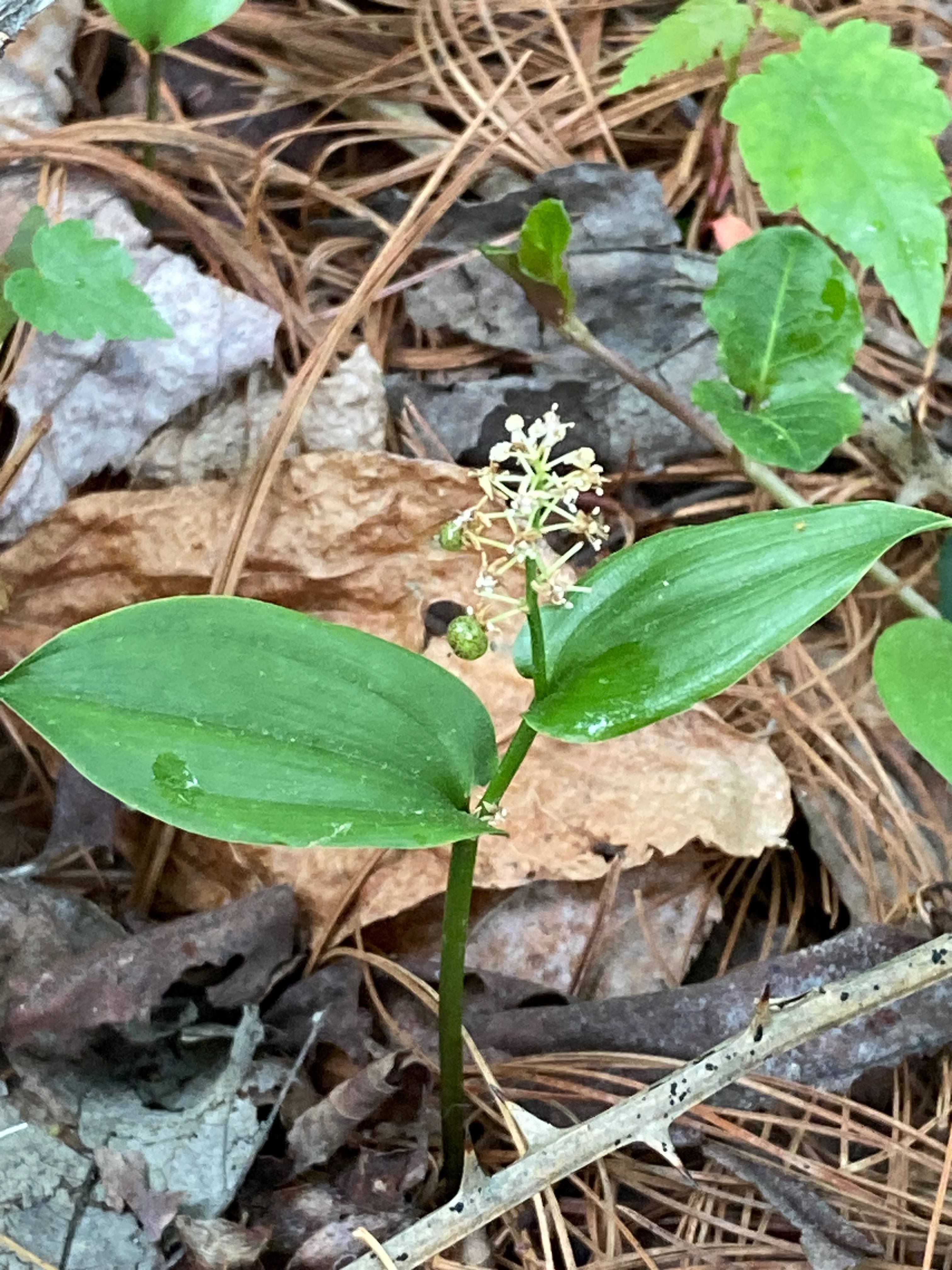 The Scientific Name is Maianthemum canadense [=Unifolium canadense]. You will likely hear them called Canada Mayflower, False Lily-of-the-valley, Canadian Lily-of-the-valley. This picture shows the Senescing flowers with developing fruit. of Maianthemum canadense [=Unifolium canadense]