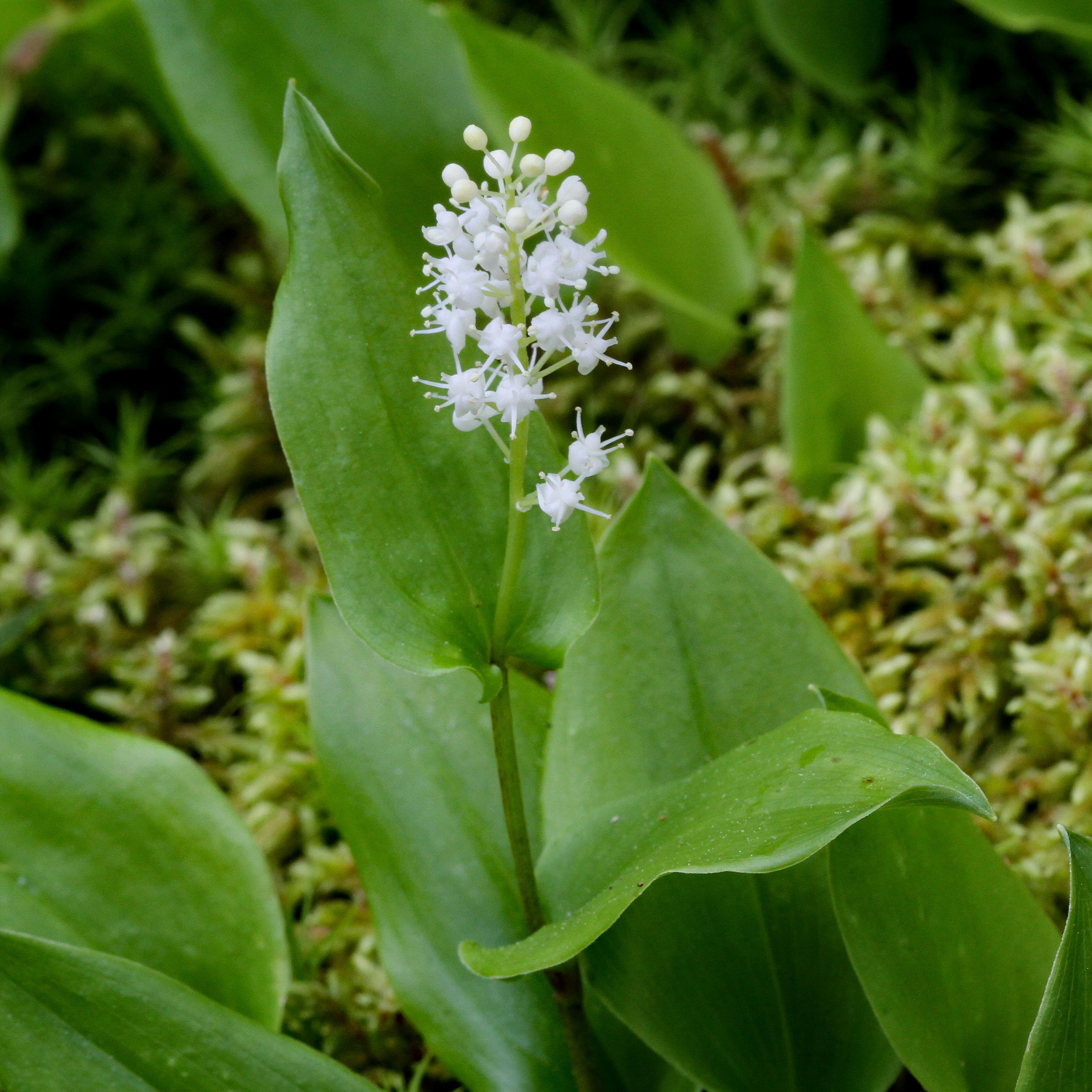The Scientific Name is Maianthemum canadense [=Unifolium canadense]. You will likely hear them called Canada Mayflower, False Lily-of-the-valley, Canadian Lily-of-the-valley. This picture shows the Flowers of Canada Mayflower emerge as a short, compact raceme from 1-3 clasping shiny green leaves.  White petals are small. Slightly longer white stamens protrude. of Maianthemum canadense [=Unifolium canadense]