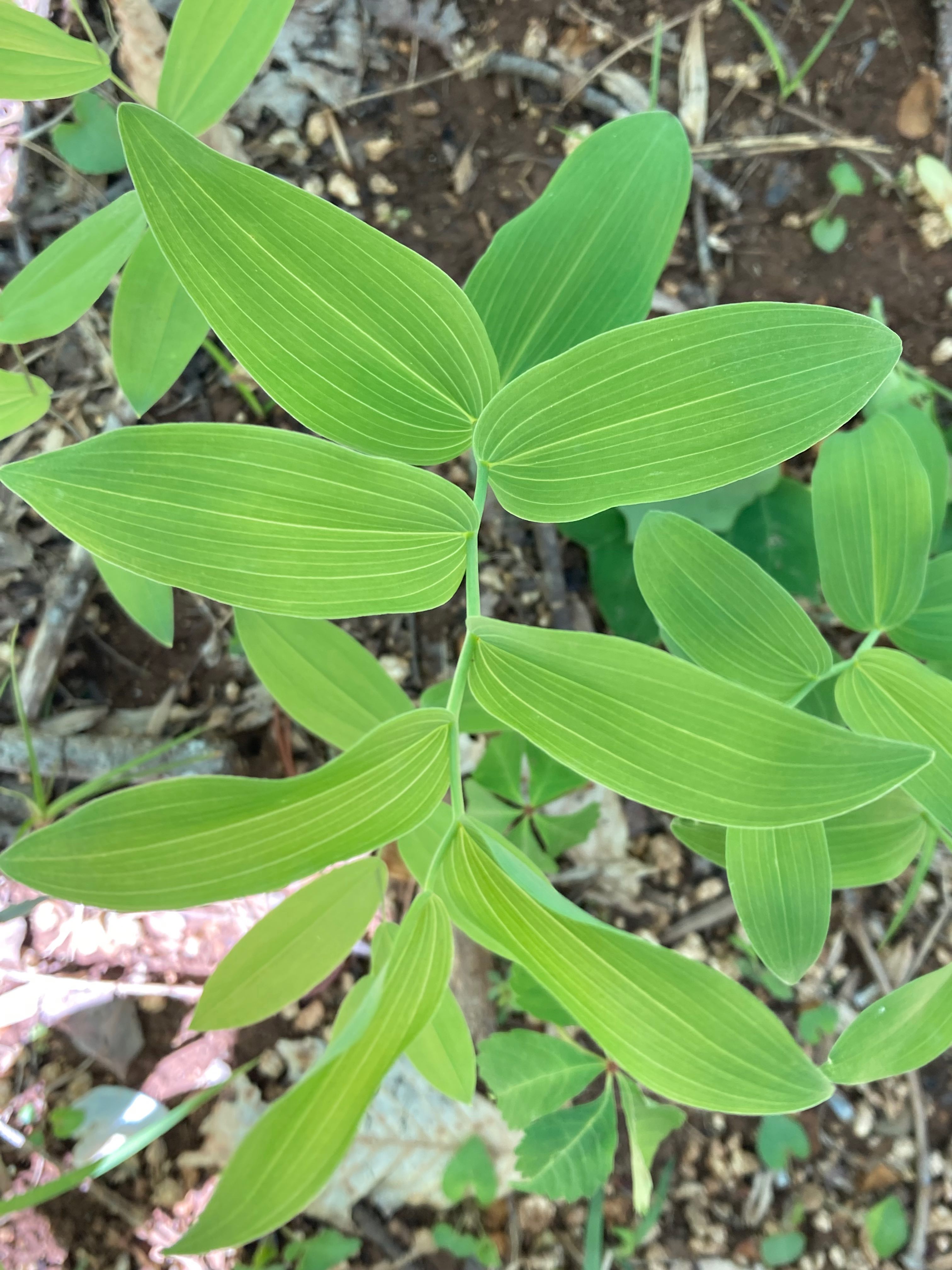 The Scientific Name is Maianthemum racemosum [= Maianthemum racemosum ssp. racemosum, = Smilacina racemosa]. You will likely hear them called Eastern Solomon's-plume, False Solomon's-seal, Feathery False Lily-of-the-valley. This picture shows the Leaves are conspicuously veined and the stem has a slight zigzag. of Maianthemum racemosum [= Maianthemum racemosum ssp. racemosum, = Smilacina racemosa]
