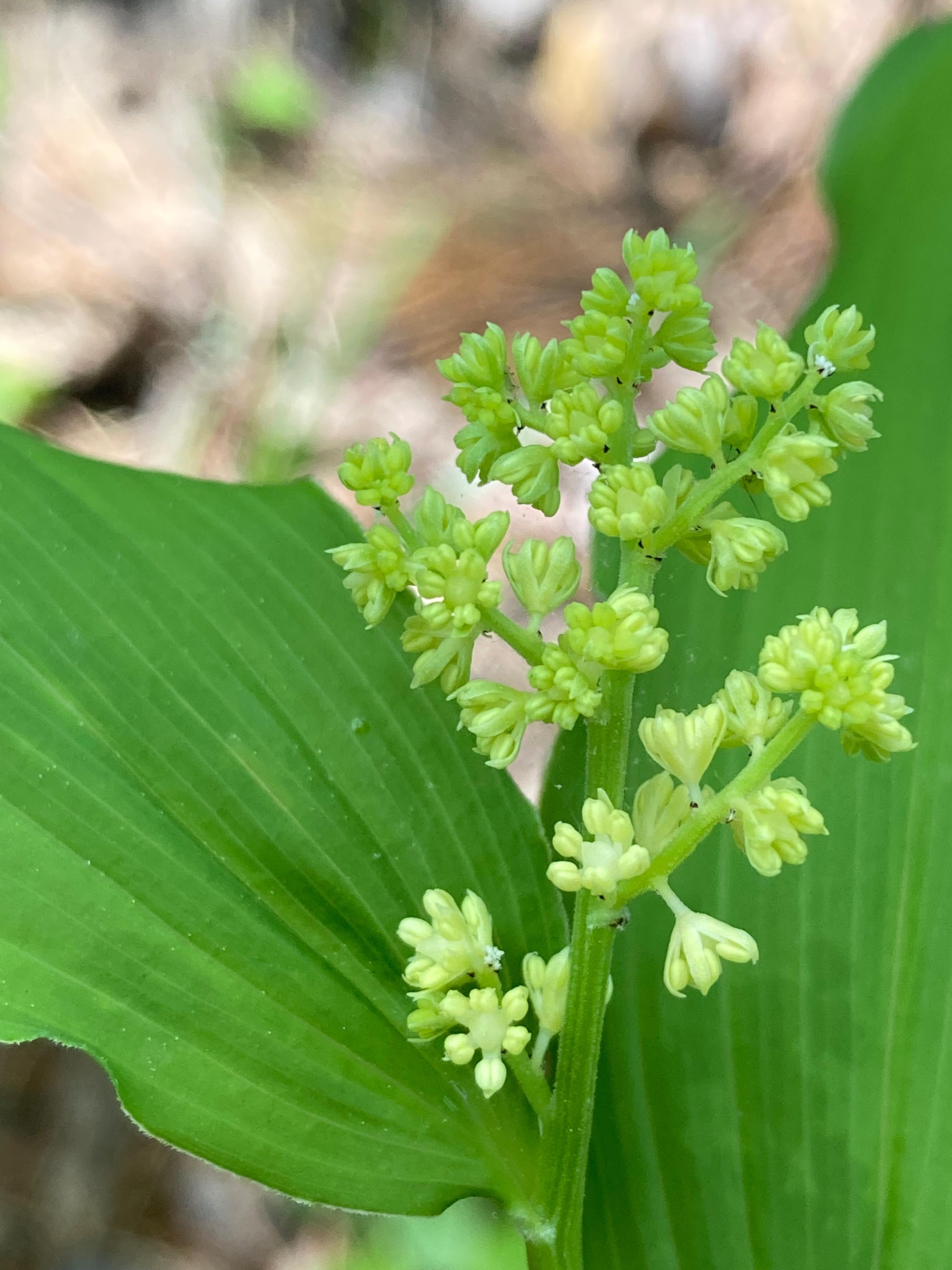 The Scientific Name is Maianthemum racemosum [= Maianthemum racemosum ssp. racemosum, = Smilacina racemosa]. You will likely hear them called Eastern Solomon's-plume, False Solomon's-seal, Feathery False Lily-of-the-valley. This picture shows the Close-up of flowers beginning to open. of Maianthemum racemosum [= Maianthemum racemosum ssp. racemosum, = Smilacina racemosa]
