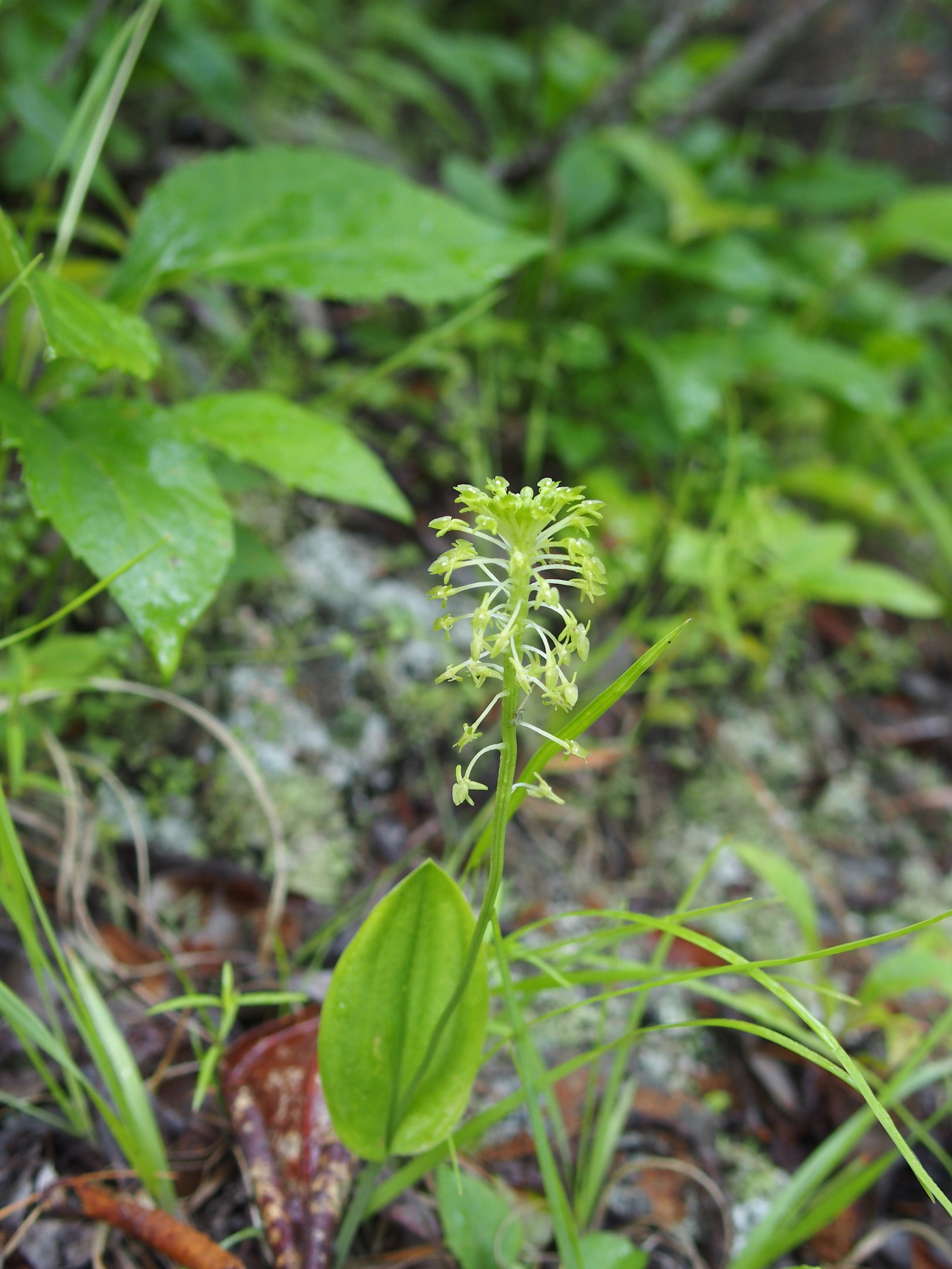 The Scientific Name is Malaxis bayardii. You will likely hear them called Appalachian Adder's-mouth, Bayard's Adder's-mouth Orchid. This picture shows the Growing in moist acidic soil along Ivestor Gap Trail. of Malaxis bayardii