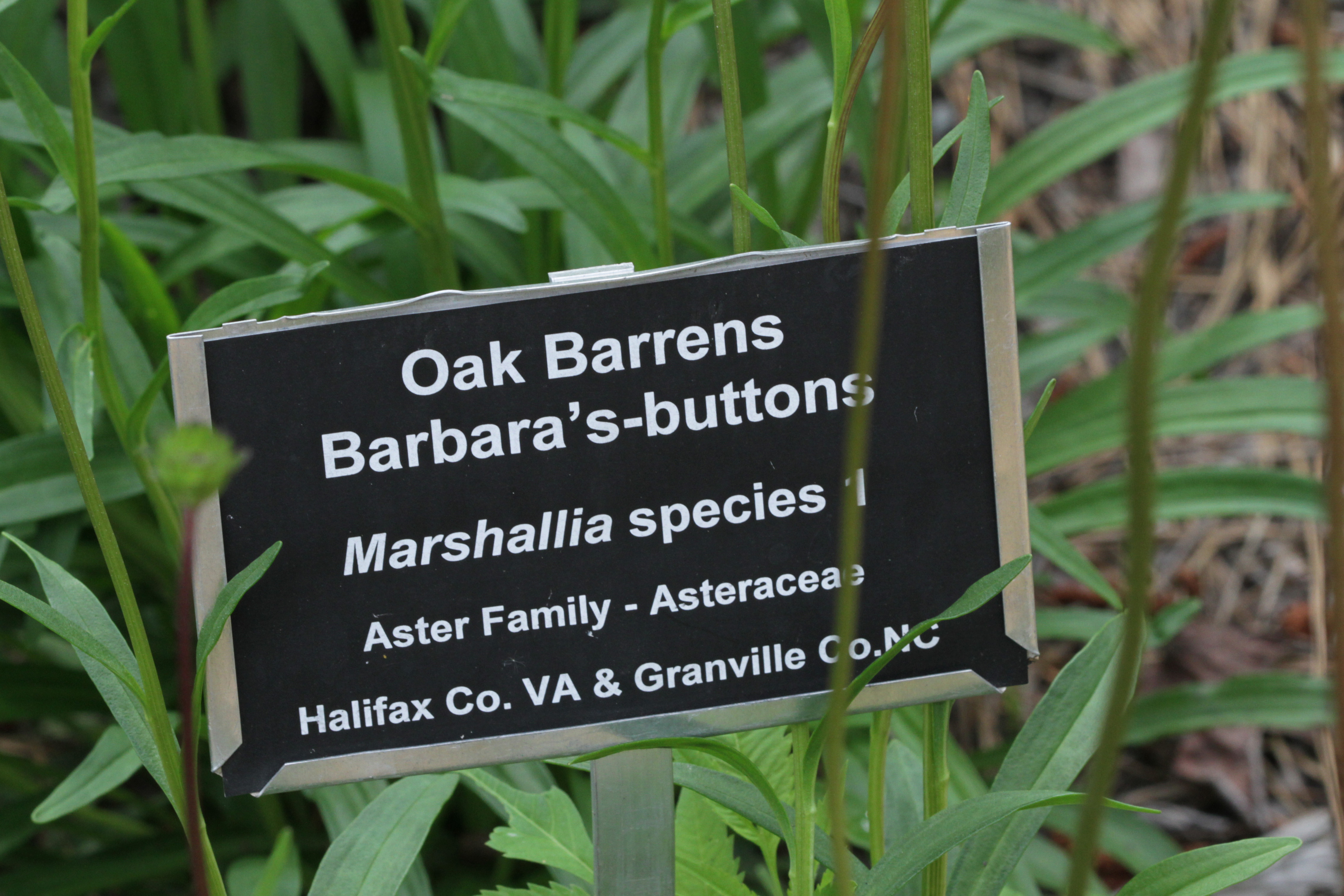 The Scientific Name is Marshallia legrandii. You will likely hear them called Oak-barrens Barbara's Buttons, Tall Barbara's Buttons. This picture shows the Leaves basal and cauline, numerous, alternate, slender, lanceolate to 25 cm long of Marshallia legrandii