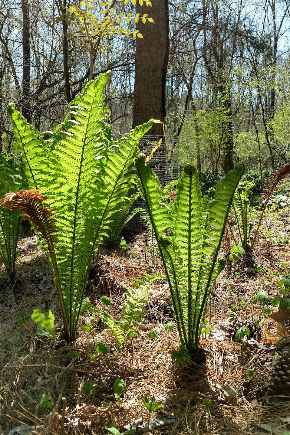 The Scientific Name is Matteuccia struthiopteris var. pensylvanica. You will likely hear them called Ostrich Fern. This picture shows the A heat tolerant cultivar 'The King'. The earliest fiddleheads to emerge in spring. of Matteuccia struthiopteris var. pensylvanica