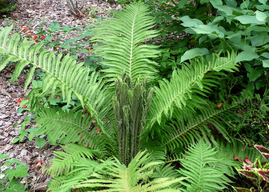 The Scientific Name is Matteuccia struthiopteris var. pensylvanica. You will likely hear them called Ostrich Fern. This picture shows the Note the fertile fronds that produce millions of spores in the winter. of Matteuccia struthiopteris var. pensylvanica