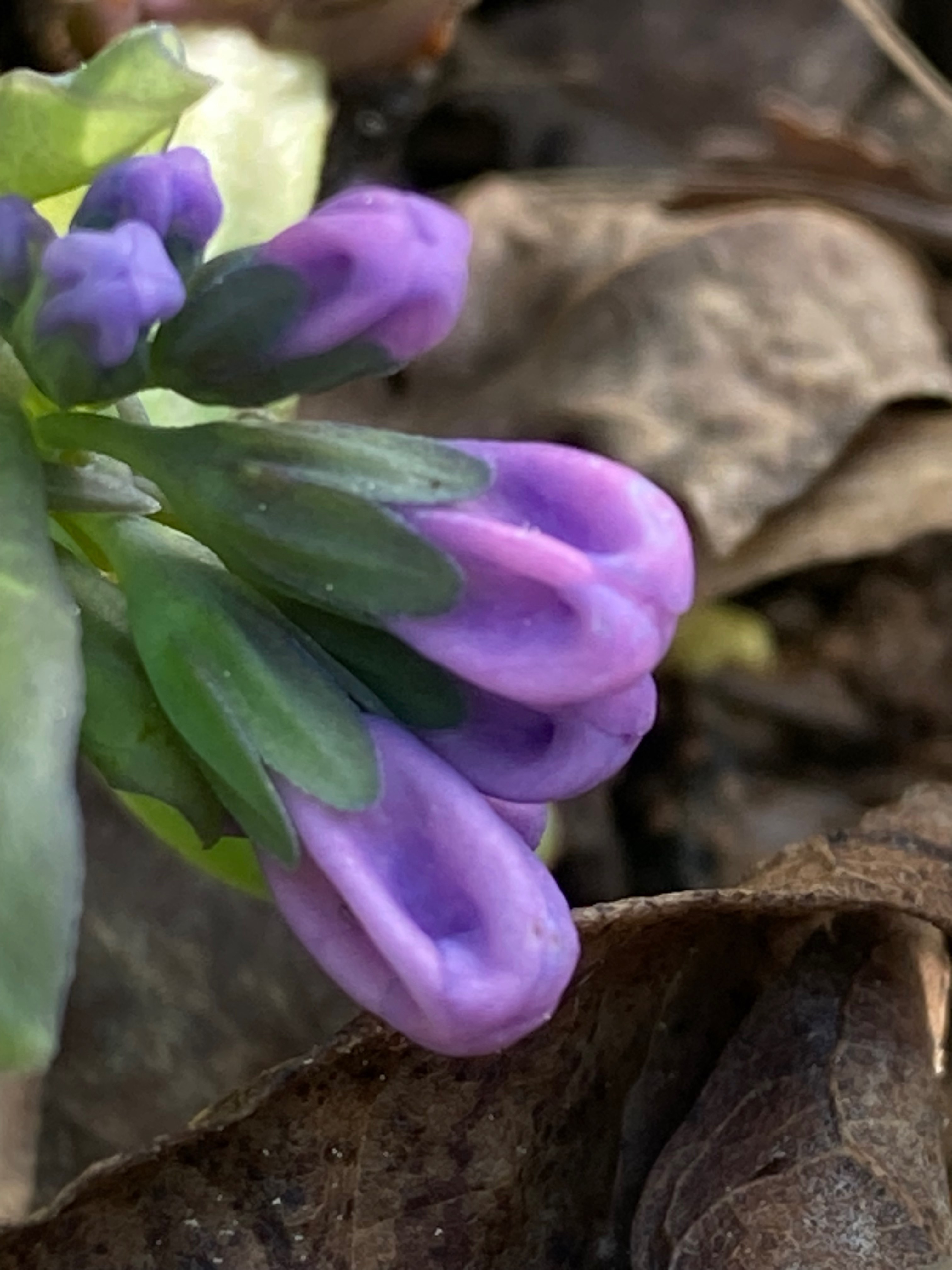 The Scientific Name is Mertensia virginica. You will likely hear them called Virginia Bluebells, Virginia Cowslip. This picture shows the Even the buds are attractive! of Mertensia virginica