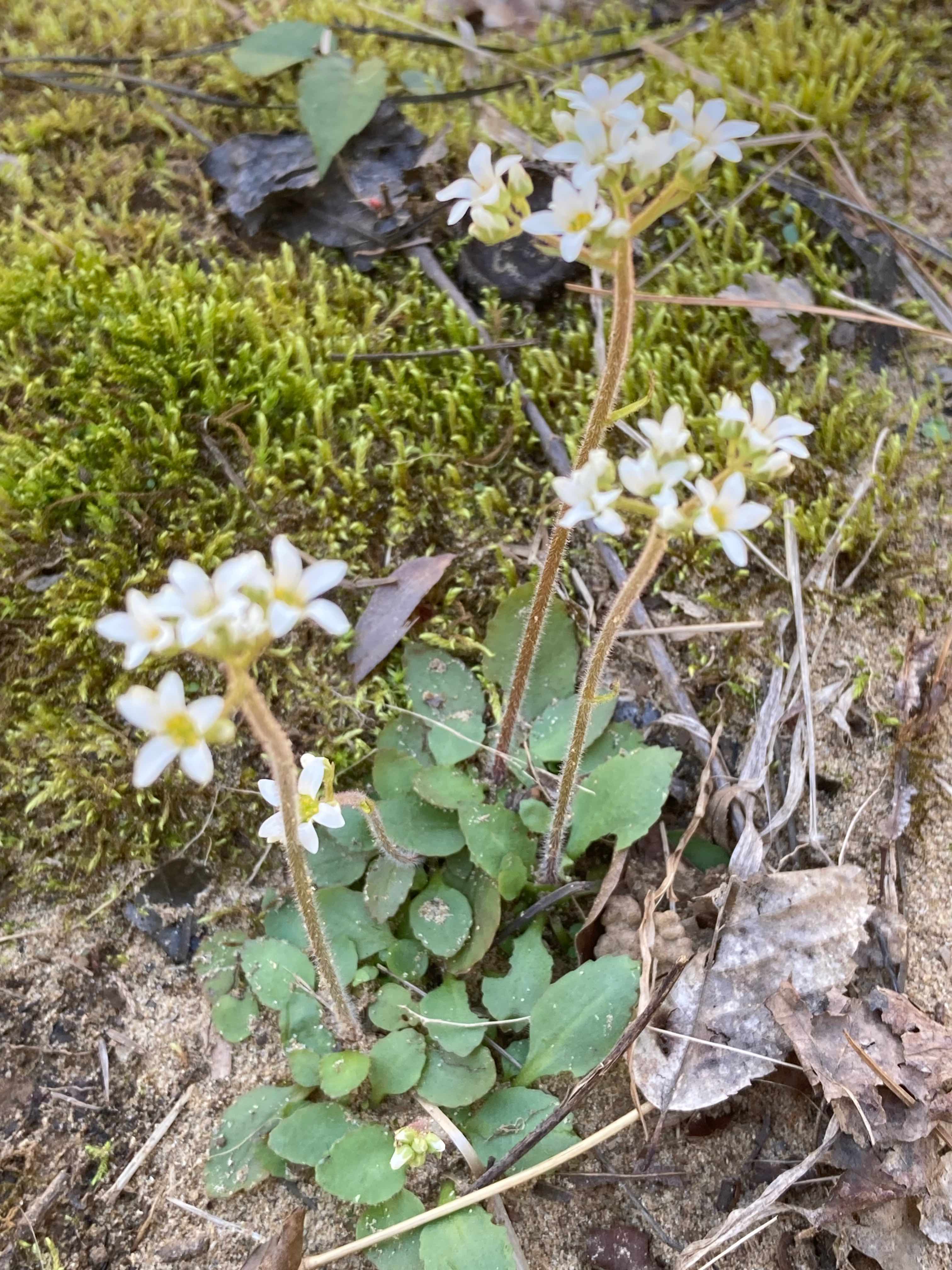 The Scientific Name is Micranthes virginiensis [= Saxifraga virginiensis]. You will likely hear them called Early Saxifrage. This picture shows the  The one foot tall flowering stem (peduncle) is thick and is covered with sticky hairs. of Micranthes virginiensis [= Saxifraga virginiensis]