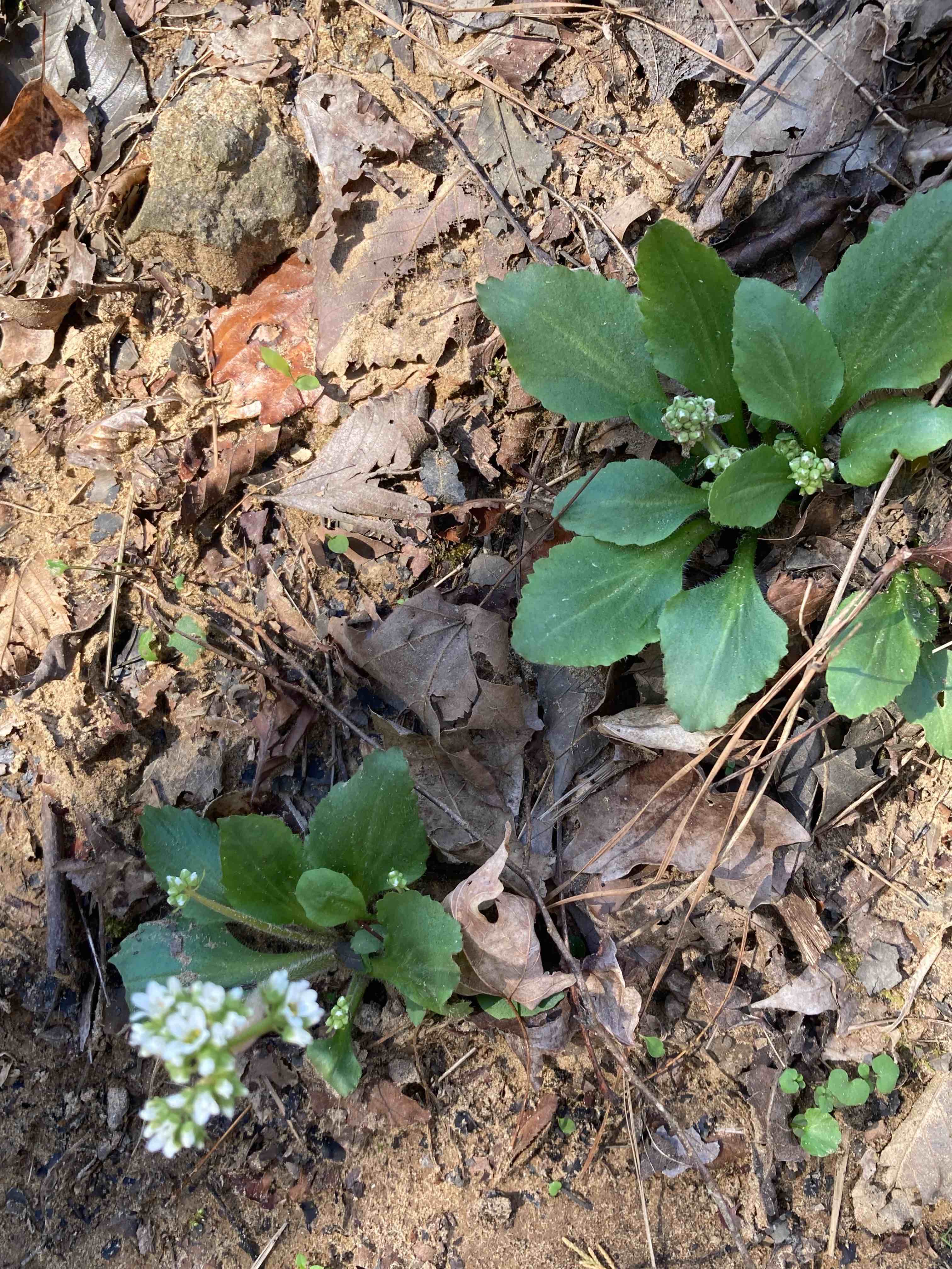 The Scientific Name is Micranthes virginiensis [= Saxifraga virginiensis]. You will likely hear them called Early Saxifrage. This picture shows the Basal rosette of somewhat triangular shaped serrated leaves. of Micranthes virginiensis [= Saxifraga virginiensis]