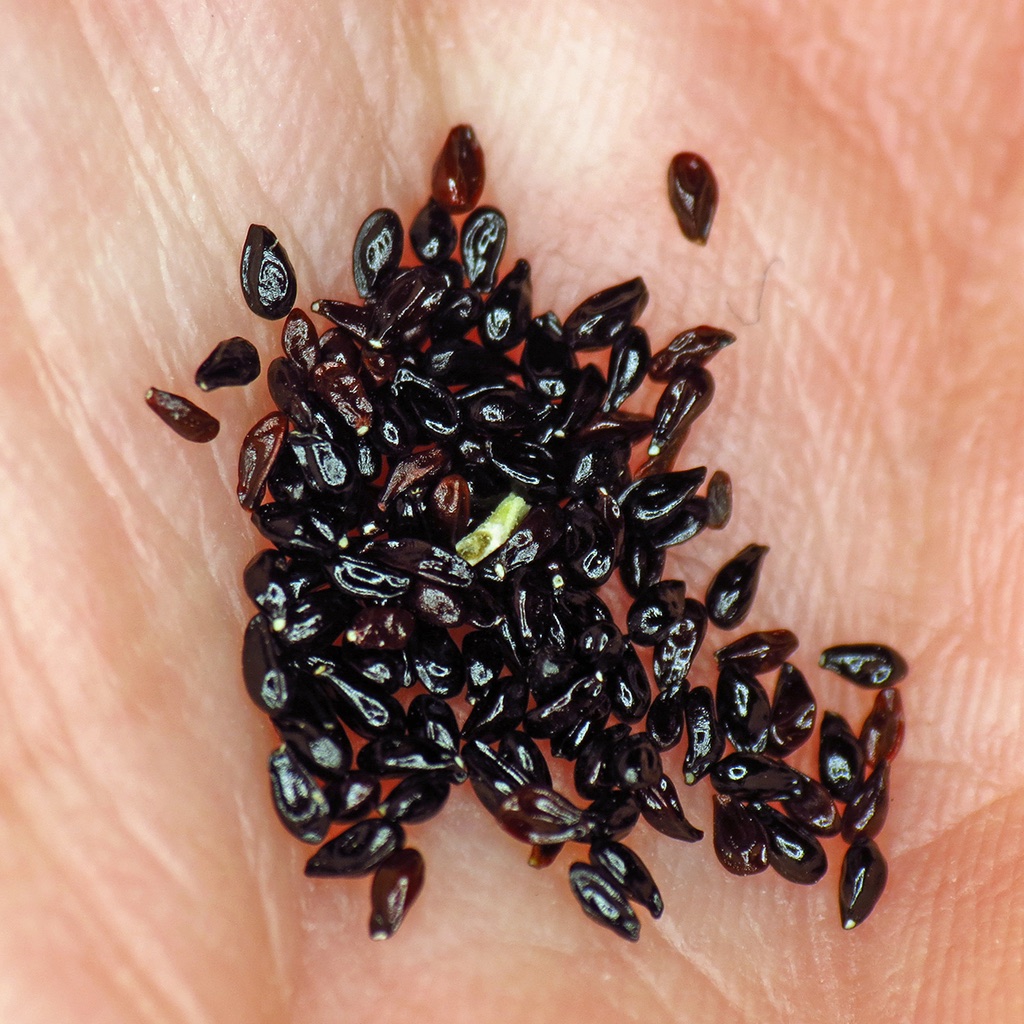 The Scientific Name is Mitella diphylla. You will likely hear them called Miterwort. This picture shows the Miterwort seeds, collected from cultivated plants. of Mitella diphylla