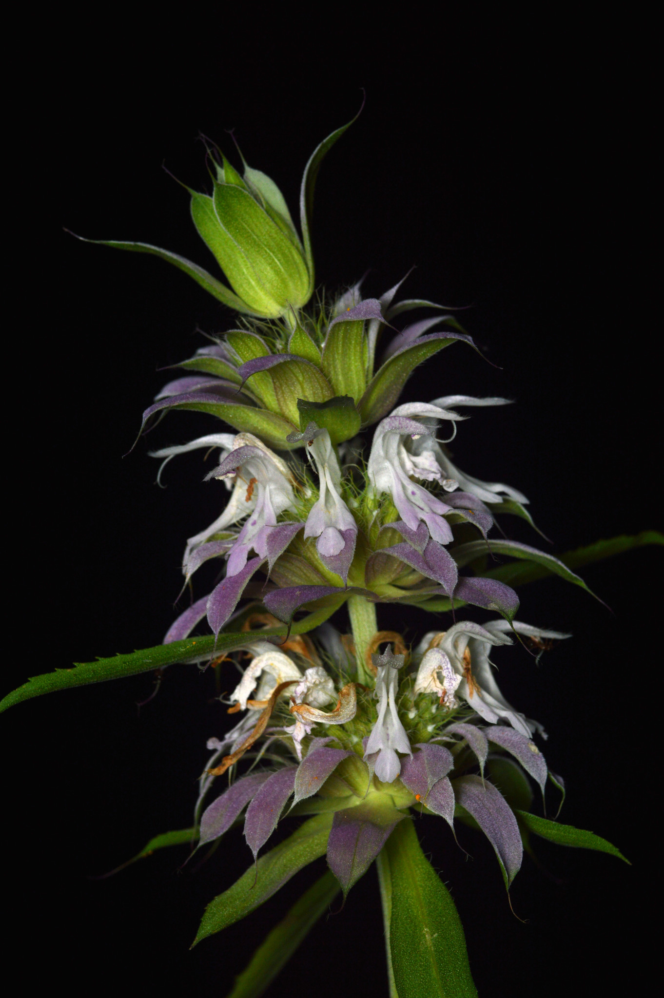 The Scientific Name is Monarda citriodora var. citriodora. You will likely hear them called Lemon Bergamot. This picture shows the Whitish or lavender leaf-like bracts subtend each whorl in the elongated spike. of Monarda citriodora var. citriodora
