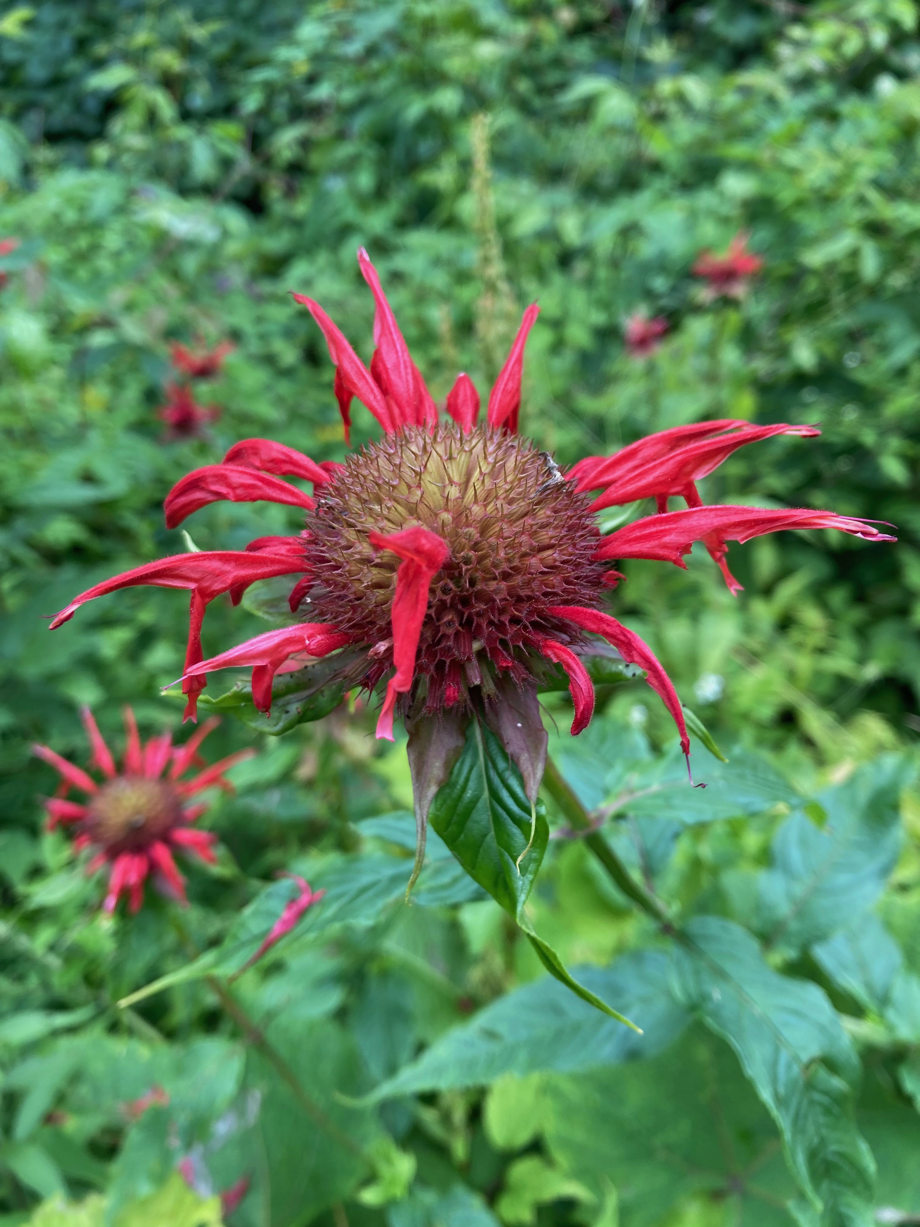 The Scientific Name is Monarda didyma. You will likely hear them called Bee-balm, Oswego Tea, Scarlet Beebalm, Red Bergamot. This picture shows the The narrow-lipped scarlet flowers face outward from the flower head. Bracts below the inflorescence also have a reddish color. of Monarda didyma