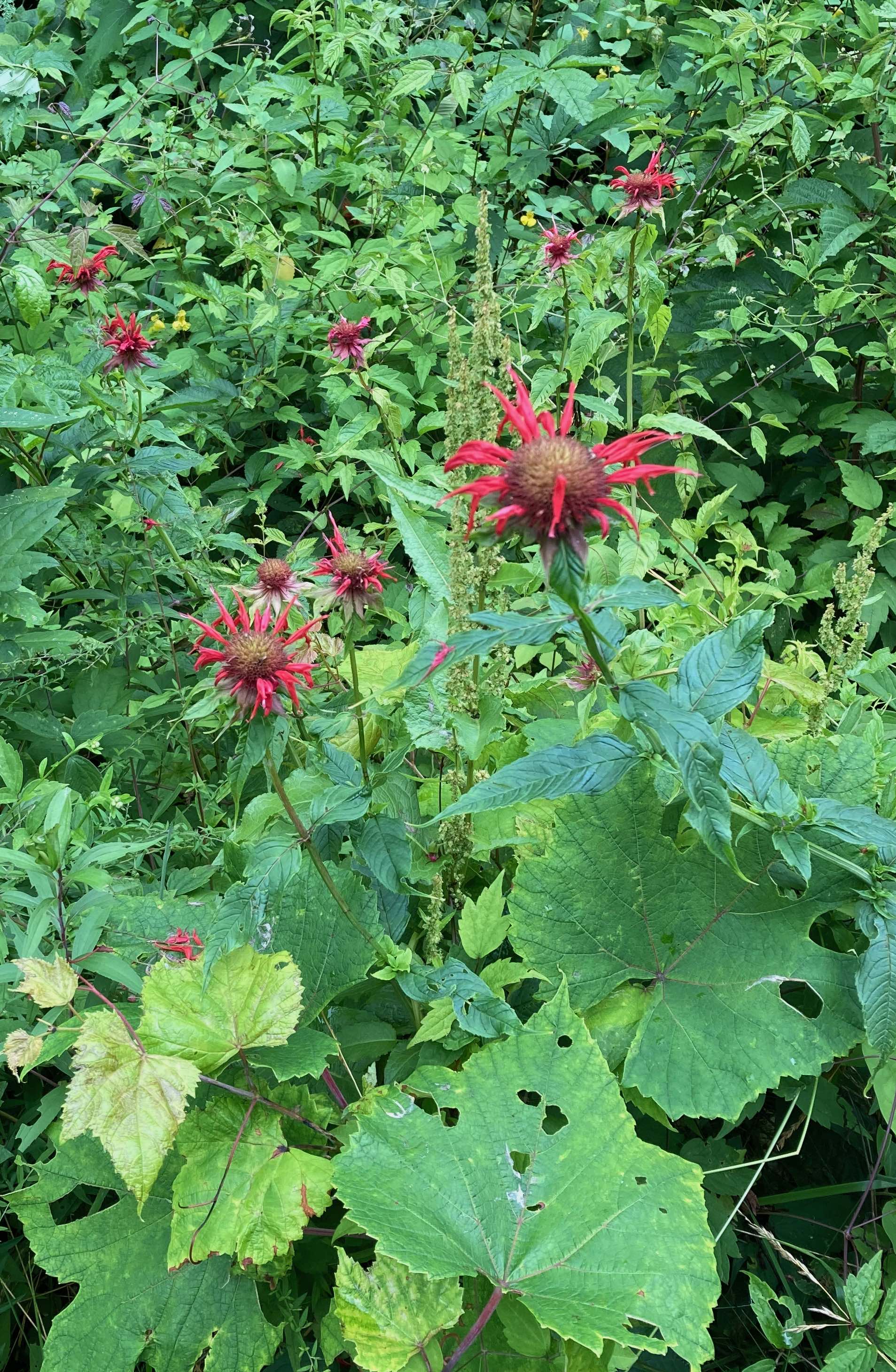 The Scientific Name is Monarda didyma. You will likely hear them called Bee-balm, Oswego Tea, Scarlet Beebalm, Red Bergamot. This picture shows the  of Monarda didyma