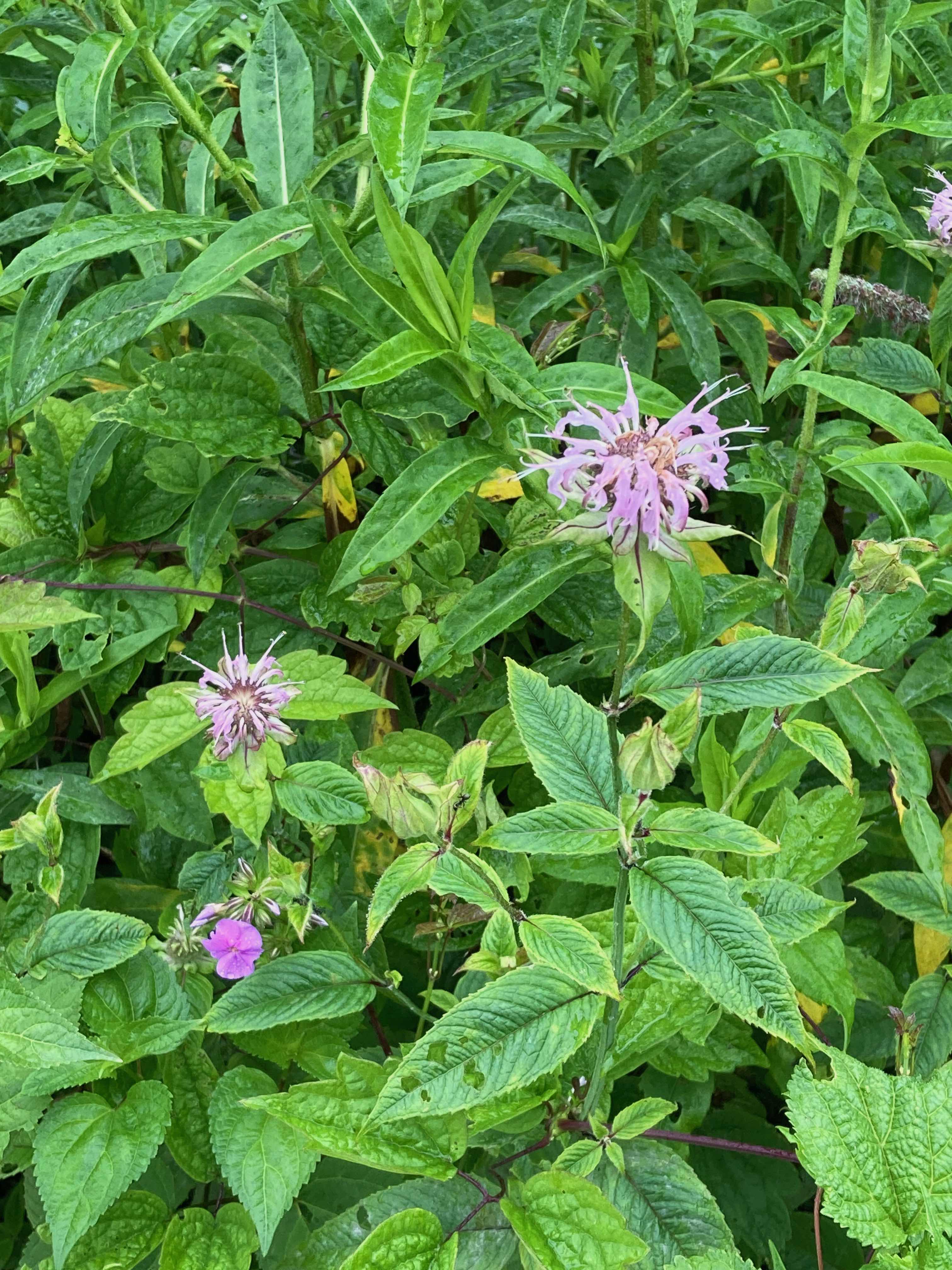 The Scientific Name is Monarda fistulosa. You will likely hear them called Wild Bergamot. This picture shows the Opposite leaves along the square stems; lavender to bright pink flowers. of Monarda fistulosa