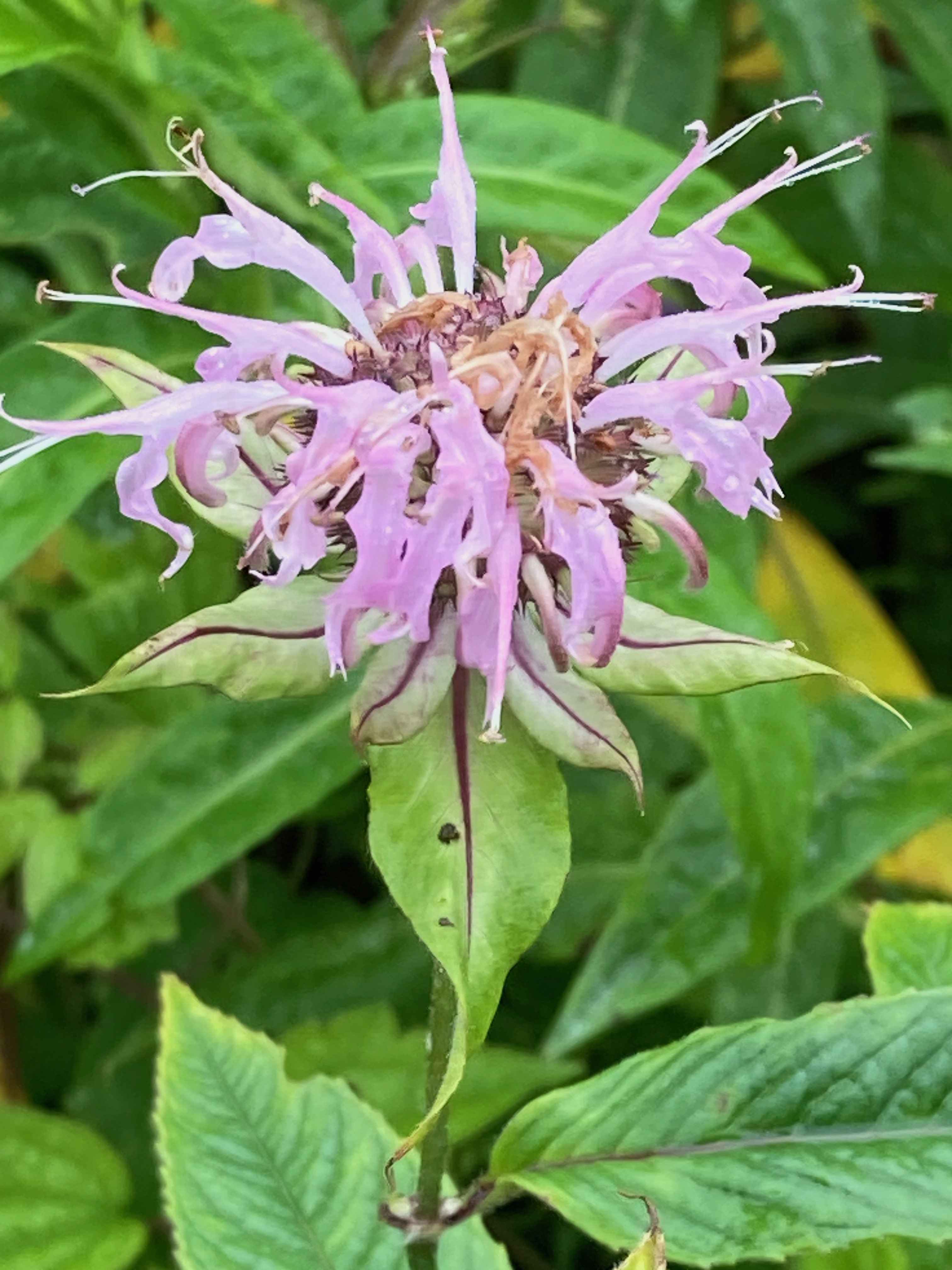 The Scientific Name is Monarda fistulosa. You will likely hear them called Wild Bergamot. This picture shows the Two-lipped, tubular flowers in terminal heads. Each flower head is subtended by a whorl of pinkish, leafy bracts.  of Monarda fistulosa