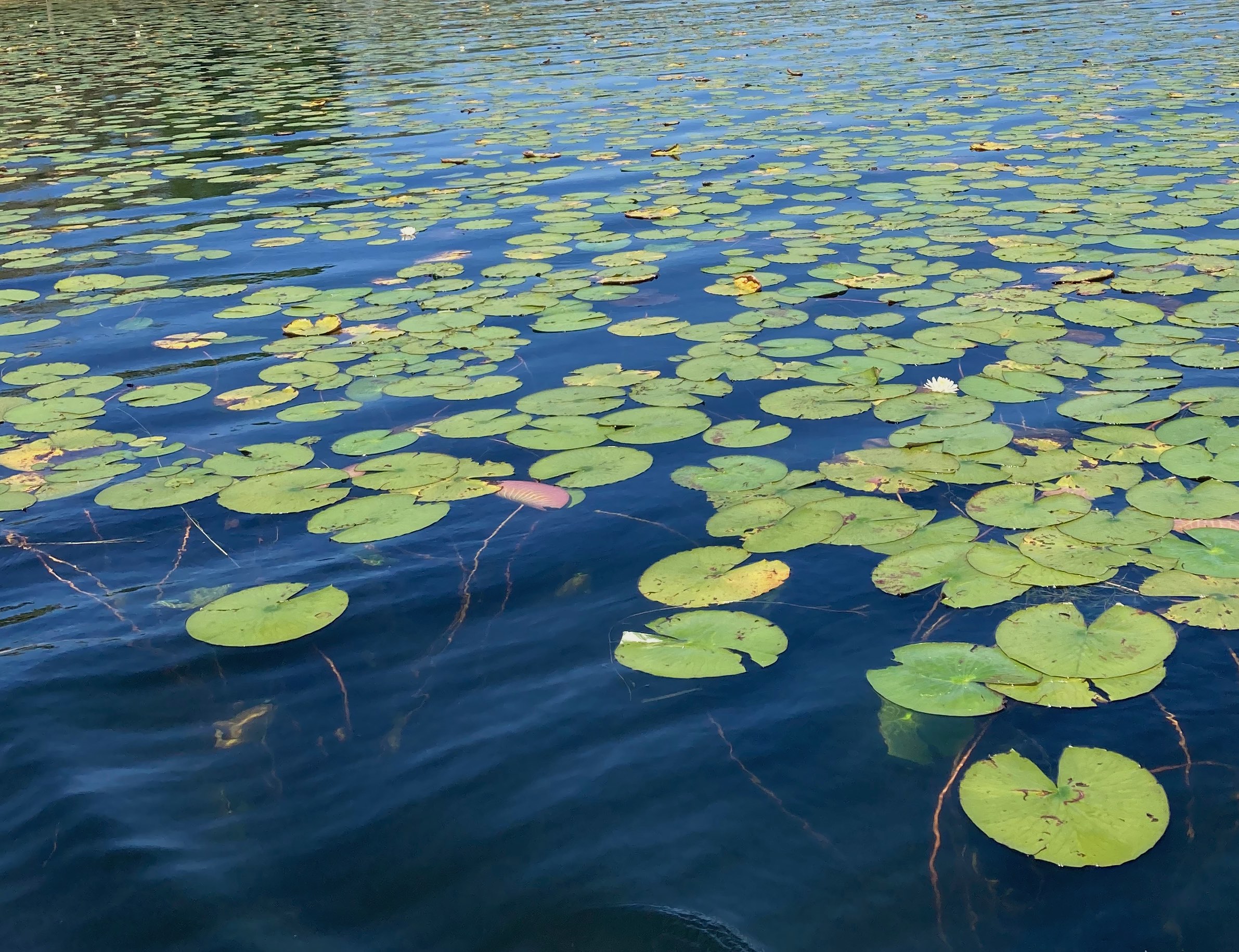 The Scientific Name is Nymphaea odorata ssp. odorata. You will likely hear them called American Water-lily, White Waterlily. This picture shows the  of Nymphaea odorata ssp. odorata