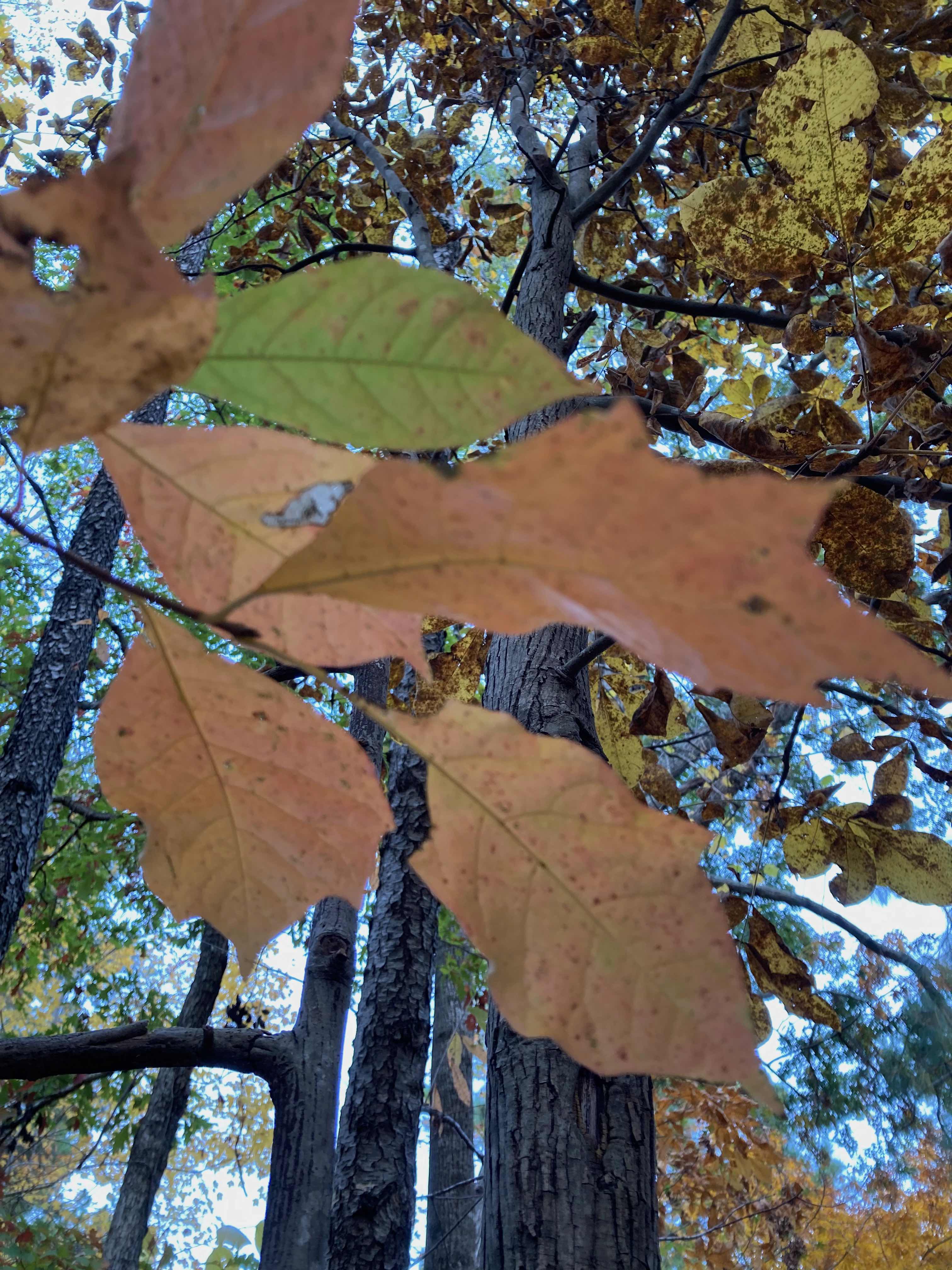 The Scientific Name is Nyssa sylvatica. You will likely hear them called Blackgum, Black Gum, Black Tupelo, Sourgum, Pepperidge, Tupelo Gum. This picture shows the Sporting some Fall color. Tooth-like projections on the margins are very apparent. of Nyssa sylvatica