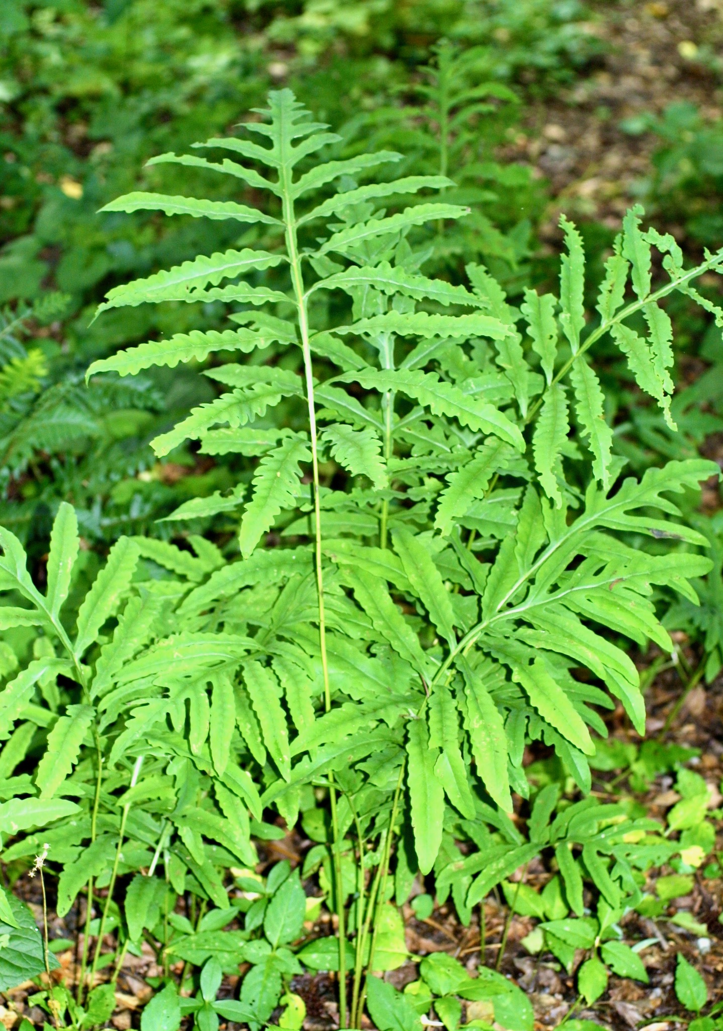The Scientific Name is Onoclea sensibilis. You will likely hear them called Sensitive fern. This picture shows the Coarse, spreading fern; pinnae have wavy, untoothed margins, with leafy tissue on the upper portion of the rachis. of Onoclea sensibilis