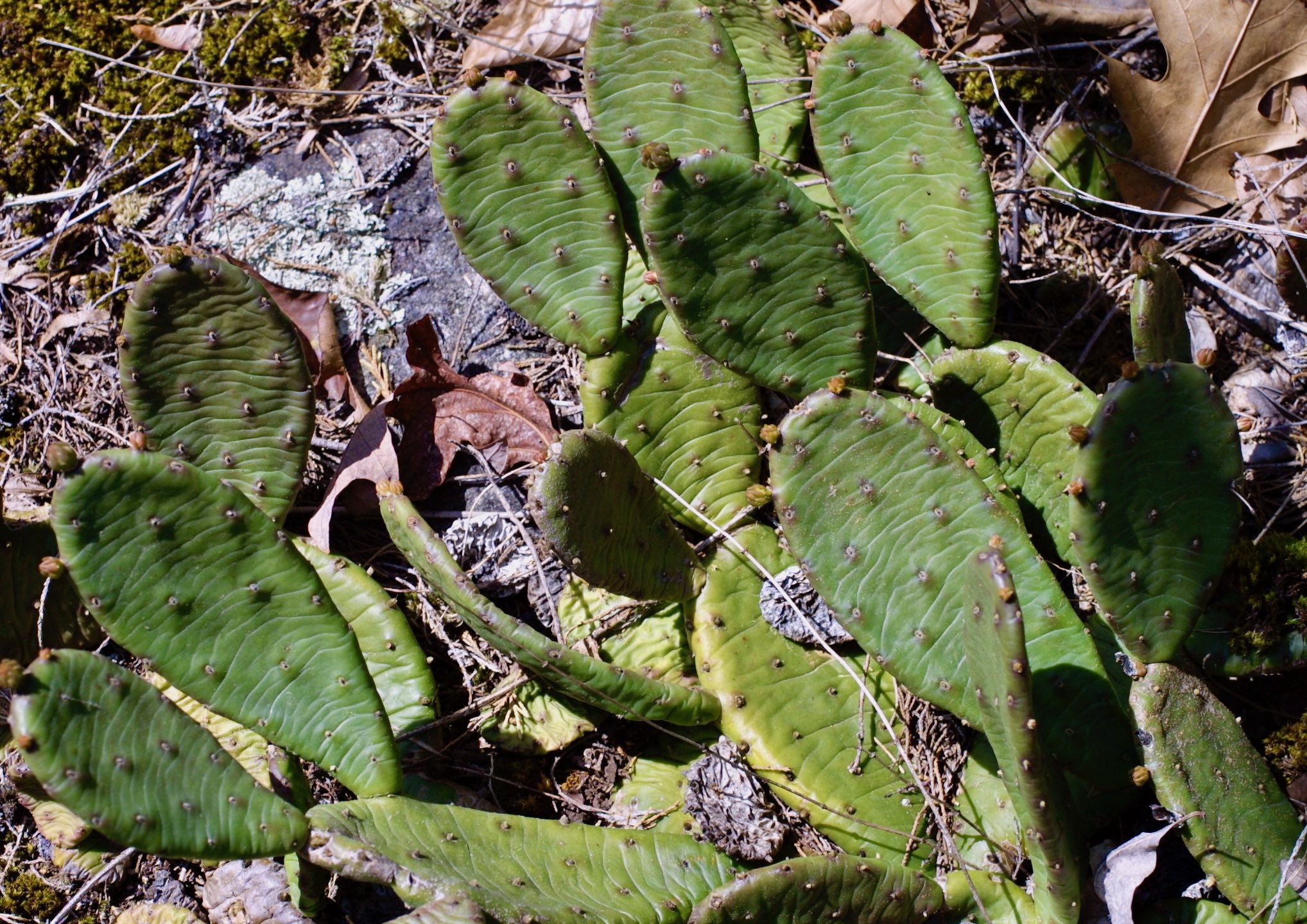 The Scientific Name is Opuntia humifusa [=Opuntia compressa]. You will likely hear them called Eastern Prickly Pear, Devil's-tongue. This picture shows the Jointed pads of Opuntia humifusa [=Opuntia compressa]