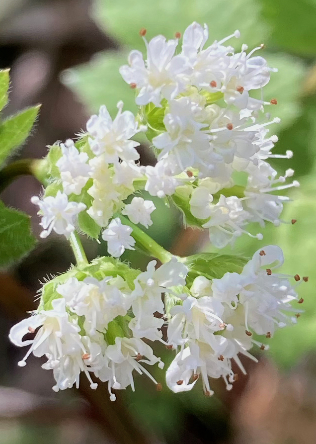 The Scientific Name is Osmorhiza longistylis. You will likely hear them called Anise-root, Sweet Cicely, Smooth Sweet Cicely, Longstyle Sweetroot, Licorice Root, Wild Anise. This picture shows the The 2 white styles exceed the length of the petals. This characteristic is used to distinguish this species from the similar <em>Osmorhiza claytonii.</em> of Osmorhiza longistylis