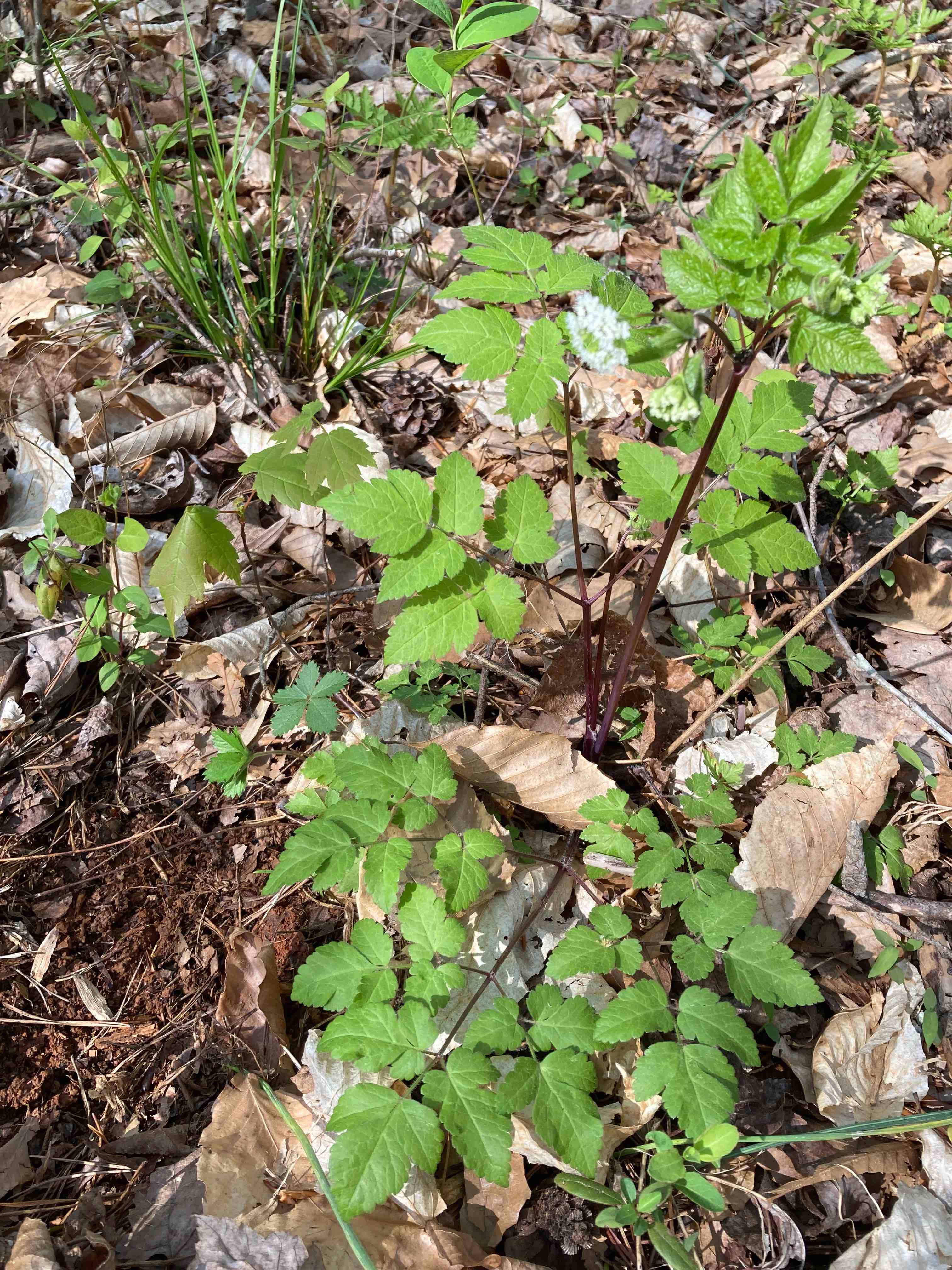 The Scientific Name is Osmorhiza longistylis. You will likely hear them called Anise-root, Sweet Cicely, Smooth Sweet Cicely, Longstyle Sweetroot, Licorice Root, Wild Anise. This picture shows the This perennial plant- native to rich, moist woods- grows to about 1-3 ft tall. of Osmorhiza longistylis