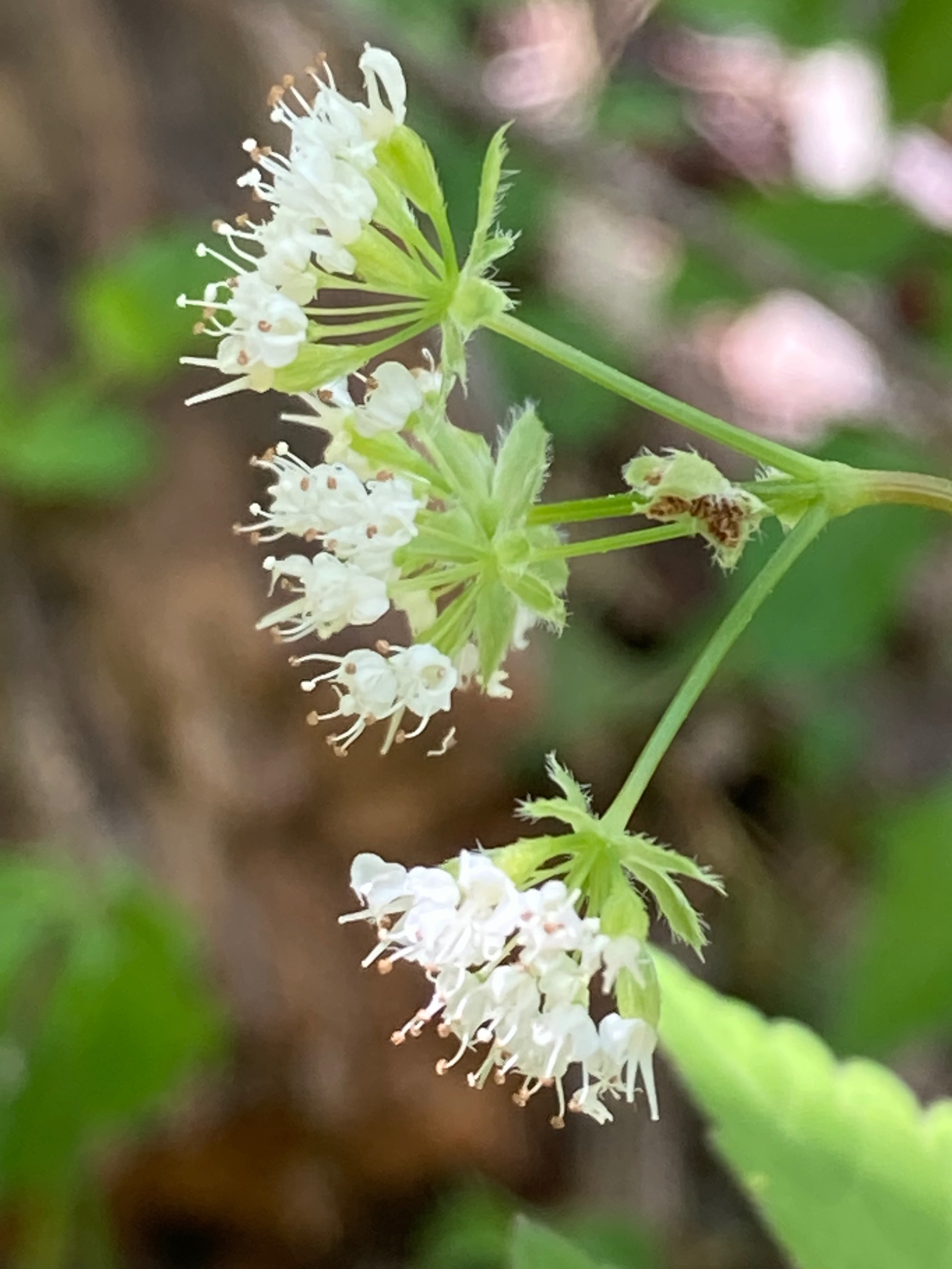 The Scientific Name is Osmorhiza longistylis. You will likely hear them called Anise-root, Sweet Cicely, Smooth Sweet Cicely, Longstyle Sweetroot, Licorice Root, Wild Anise. This picture shows the Each umbel is made up of about 4-6 umbellets, with each umbellet having 8-16 tiny white, 5-petaled flowers. of Osmorhiza longistylis