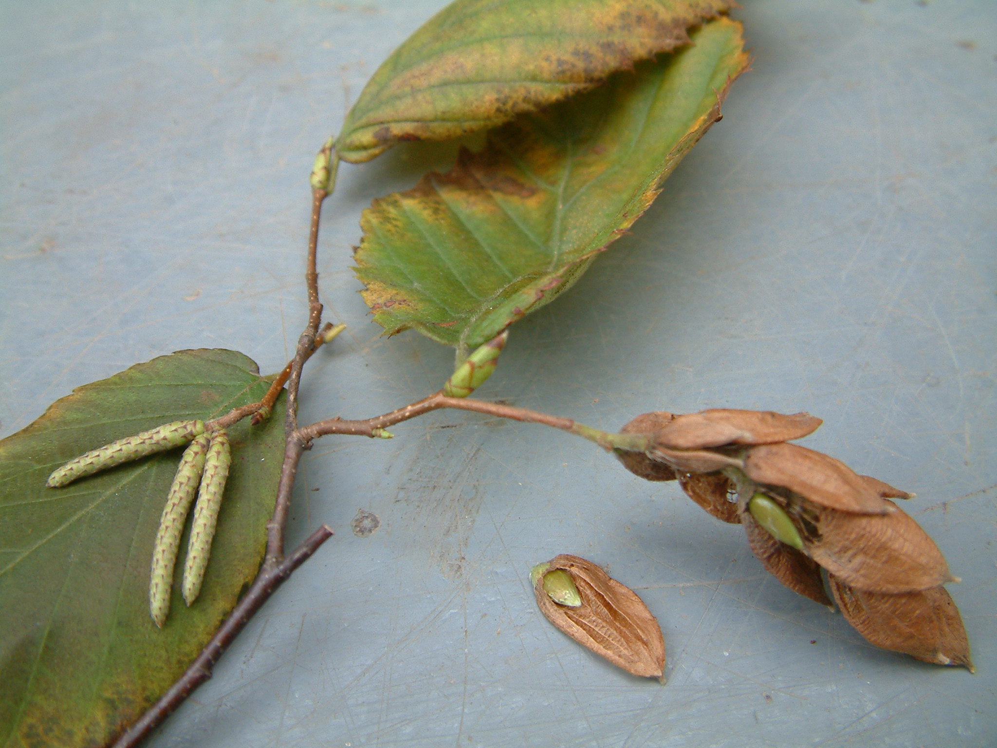 The Scientific Name is Ostrya virginiana. You will likely hear them called American Hop-hornbeam, Eastern  Hop Hornbeam. This picture shows the Note the dry paper covering around the fruits, the immature male catkins, and the two-toned green and brown buds (Carpinus caroliniana has brown buds). of Ostrya virginiana