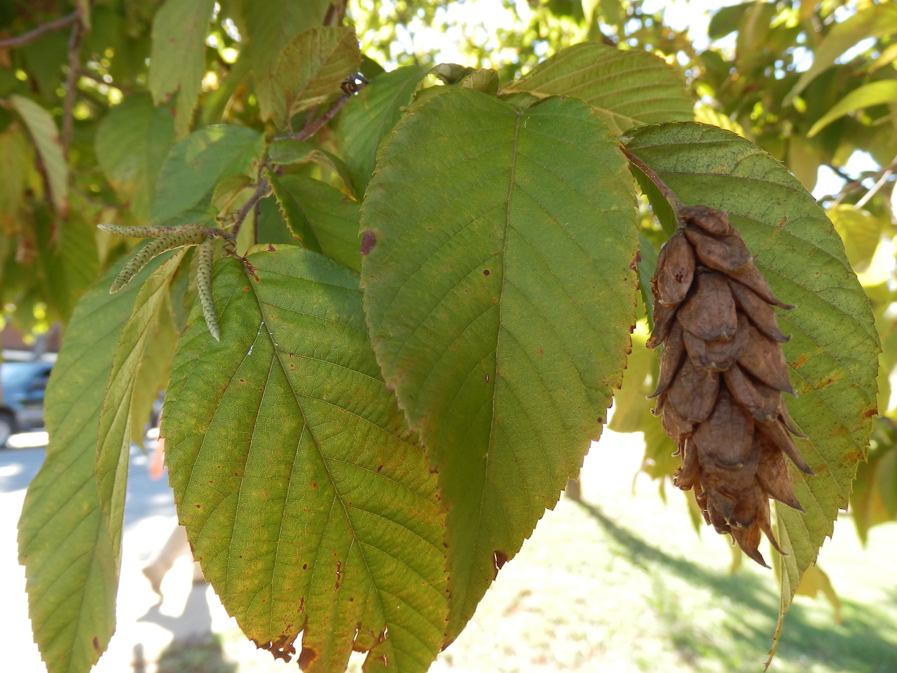 The Scientific Name is Ostrya virginiana. You will likely hear them called American Hop-hornbeam, Eastern  Hop Hornbeam. This picture shows the This is a small to rarely medium-sized deciduous tree commonly used as a street tree. of Ostrya virginiana