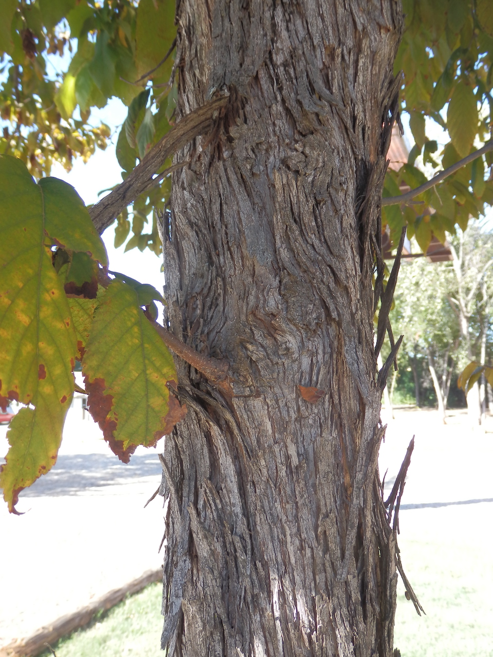 The Scientific Name is Ostrya virginiana. You will likely hear them called American Hop-hornbeam, Eastern  Hop Hornbeam. This picture shows the Bark that has long and narrow vertical plates that are loose and shaggy on the ends -