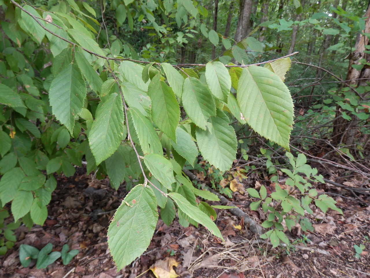 The Scientific Name is Ostrya virginiana. You will likely hear them called American Hop-hornbeam, Eastern  Hop Hornbeam. This picture shows the Sharply serrated leaves of Ostrya virginiana
